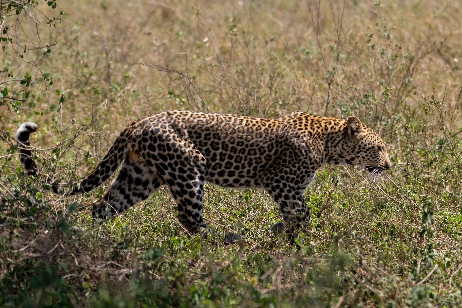 A leopard walks through a dry grassy field.