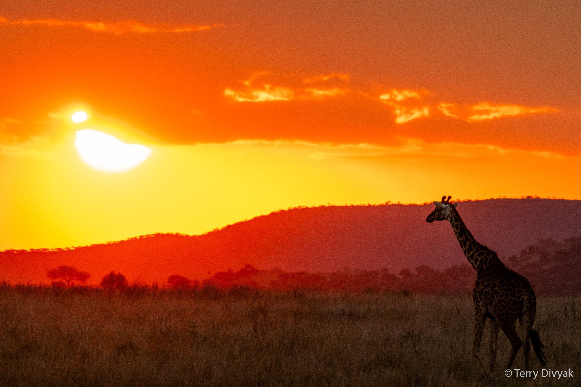Giraffe standing on grassland with sunset in the background, orange sky, and hills.