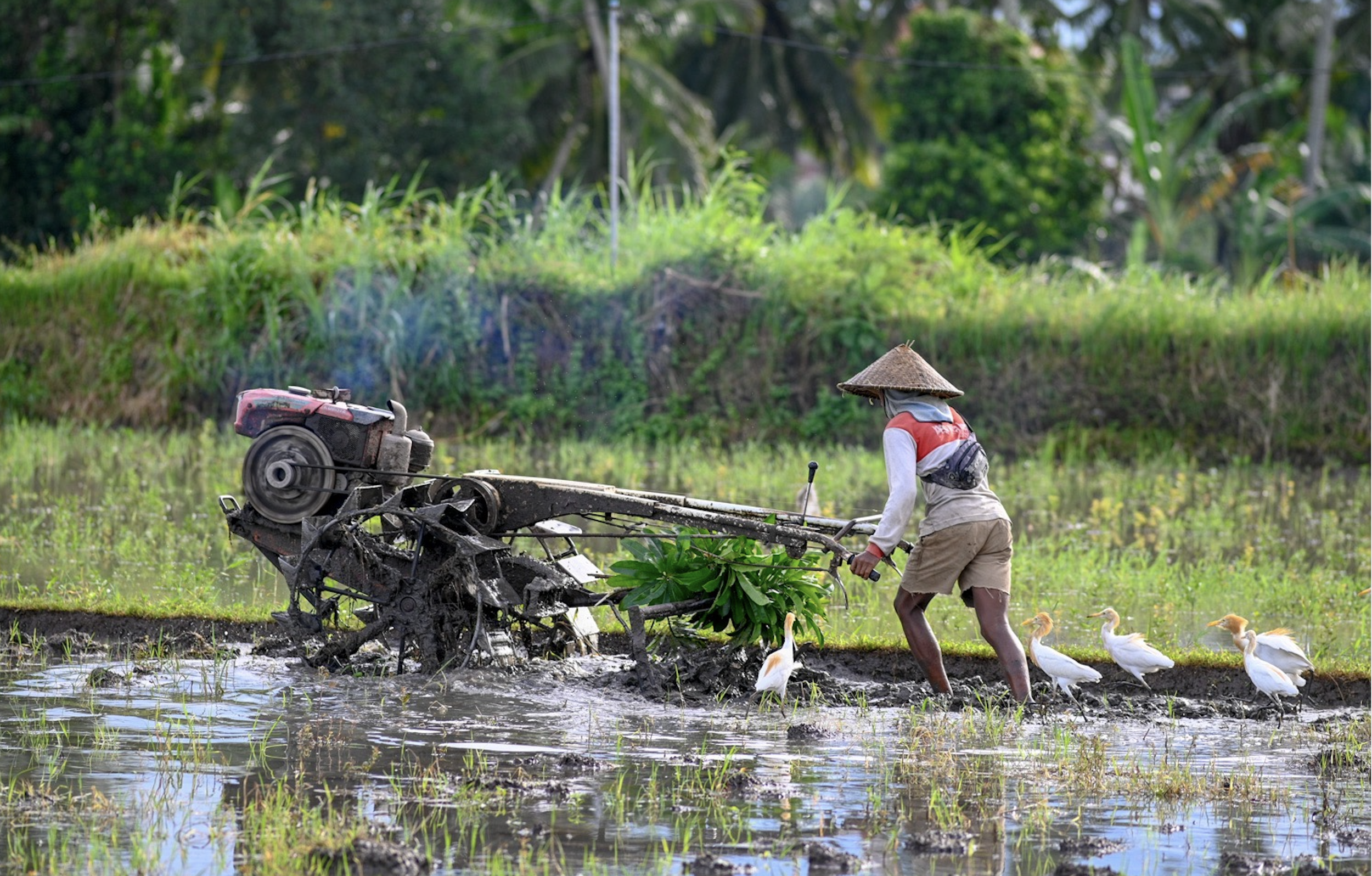Farmer plowing rice paddy with a motorized tiller, surrounded by lush green fields and trees, with four white ducks nearby.