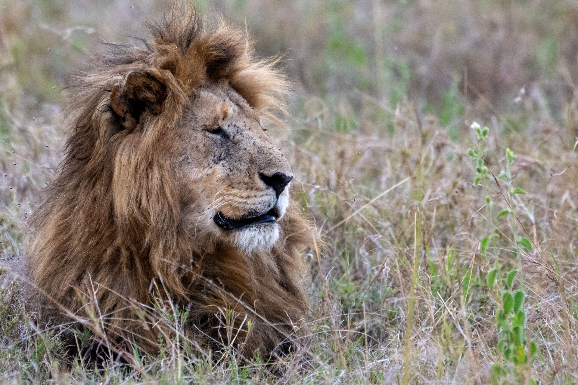 A lion resting in the grass with eyes closed, surrounded by dry grass and small green plants.