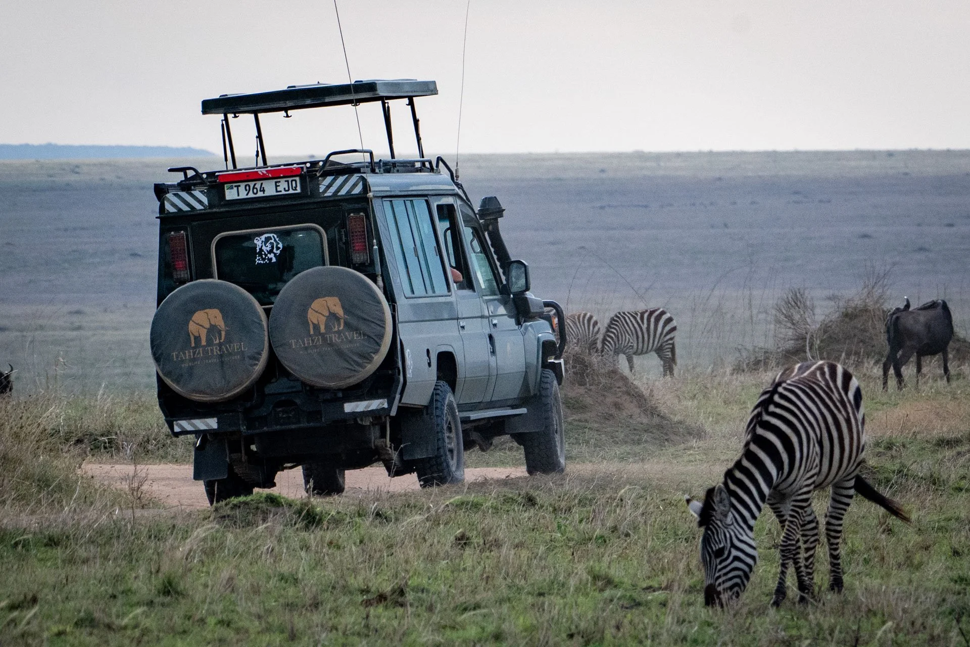 A safari vehicle with spare tires labeled 'Tahzi Travel' navigating a grassy plain with zebra and wildebeest grazing nearby.