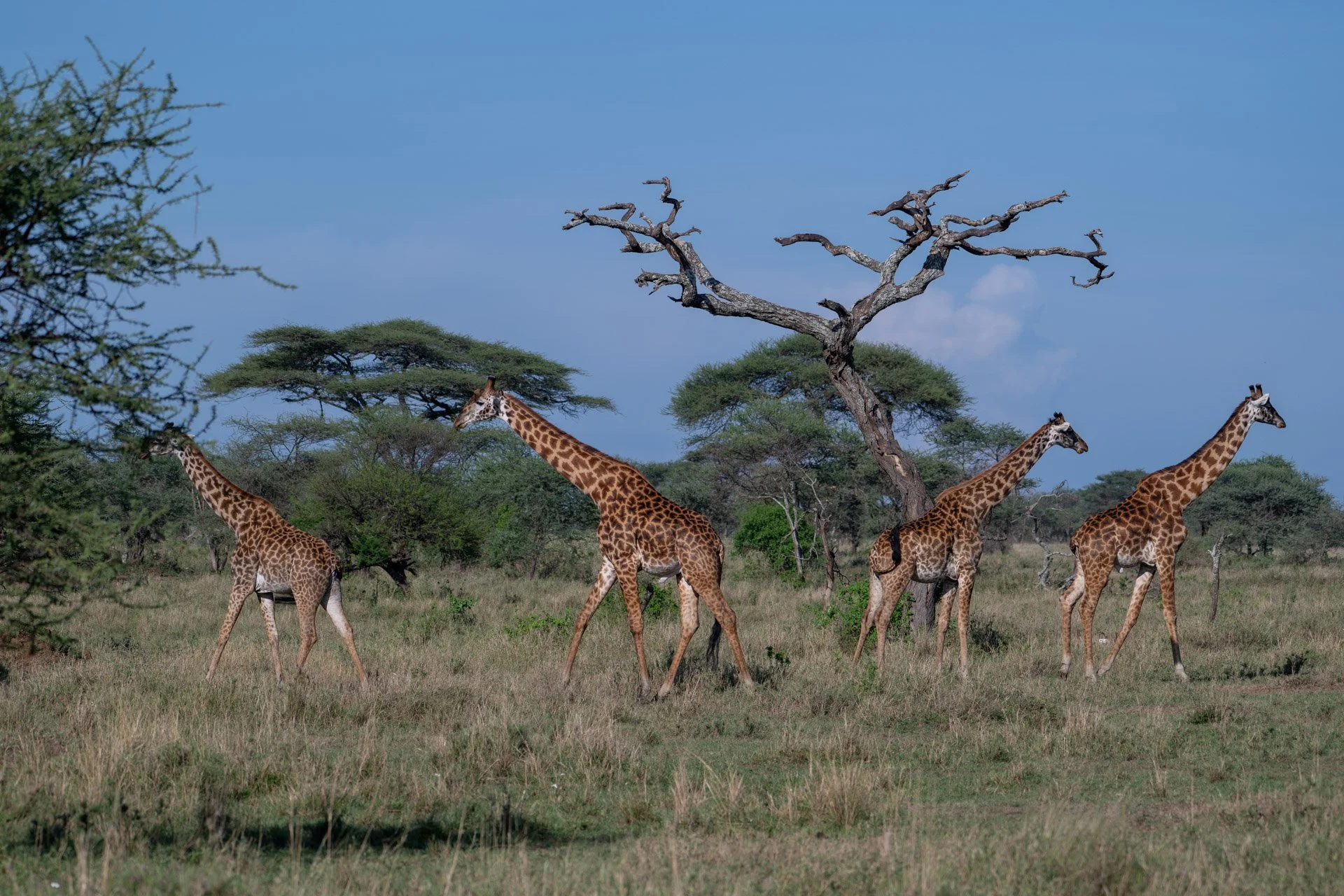 Four giraffes walking through an African savanna landscape with trees and a blue sky.