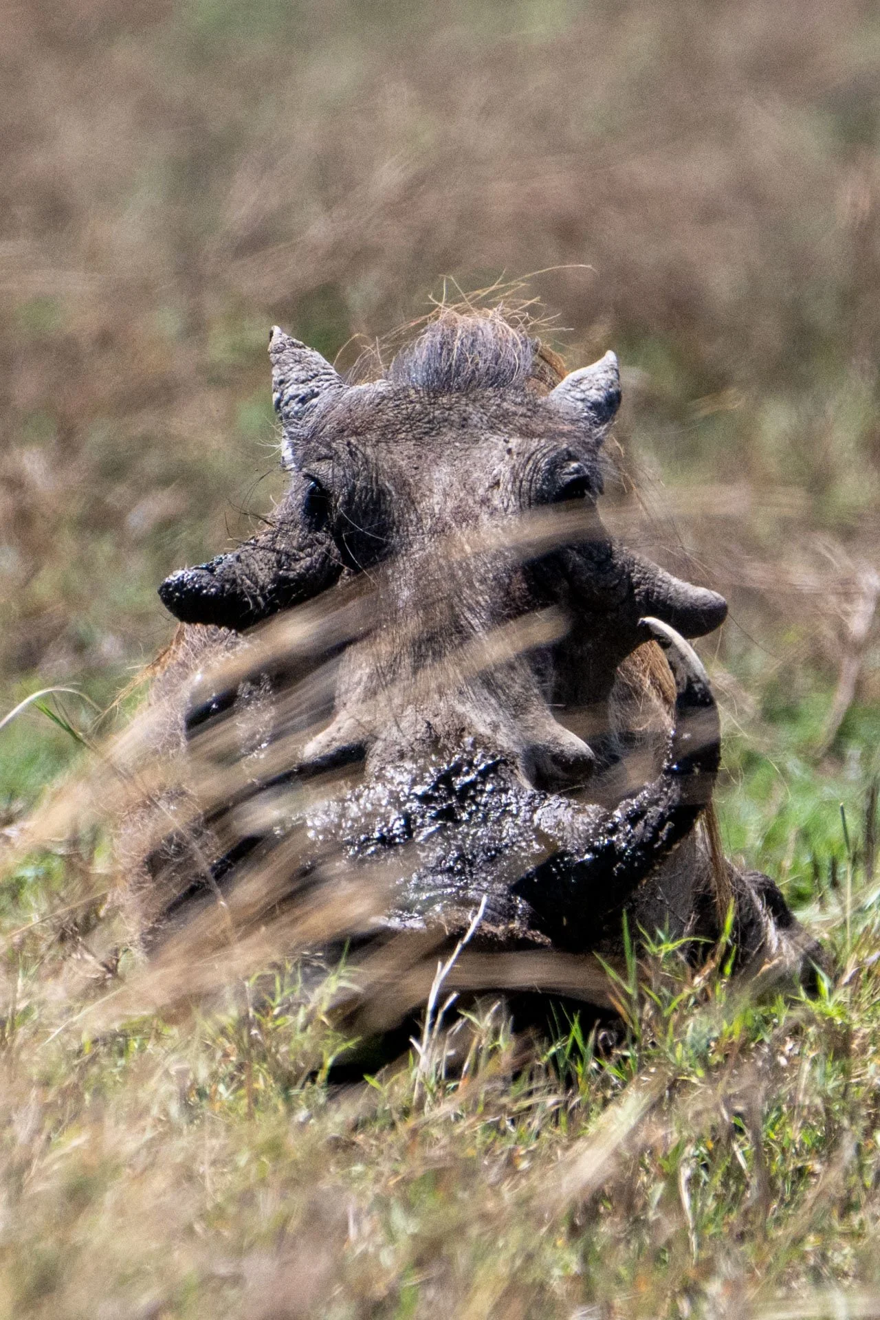 A baby warthog lying in grass with part of its face covered in mud.