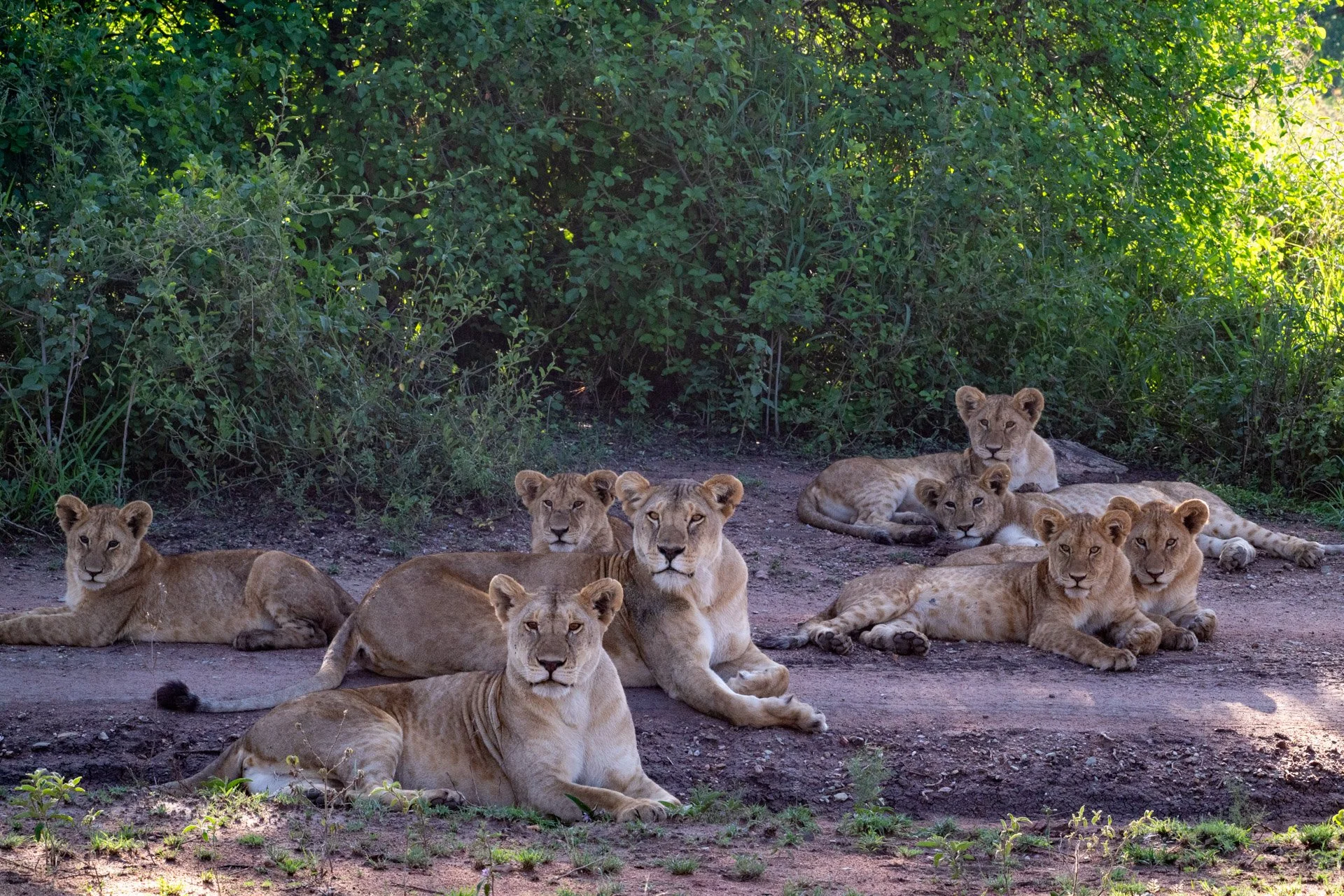 A group of nine lionesses resting on the ground in a shaded outdoor area surrounded by green foliage.