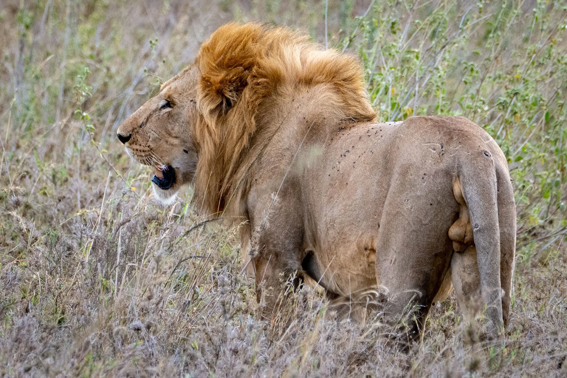 A lion standing in a grassy field with a fullness mane, yawning or roaring.