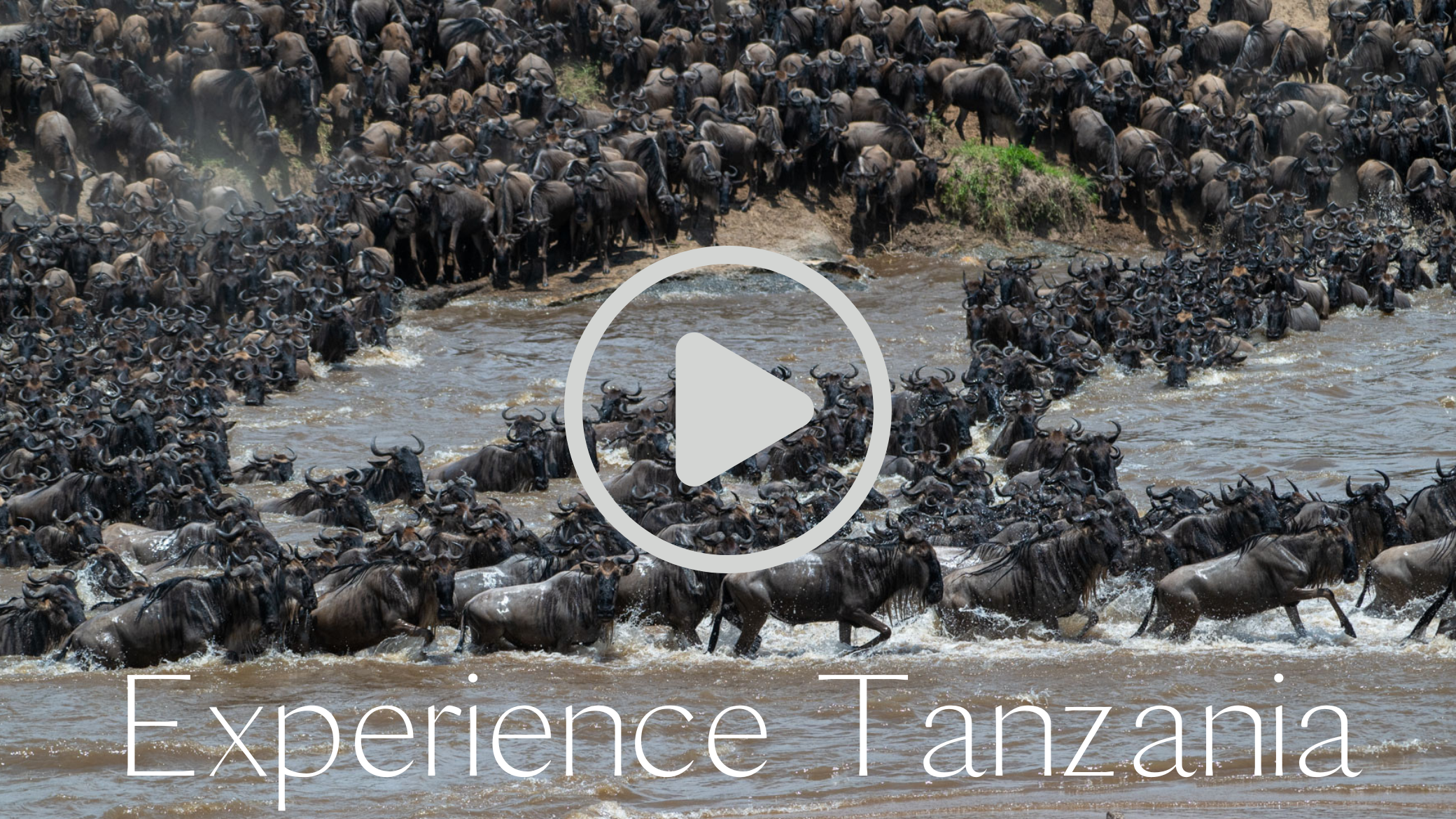 A large herd of wildebeests crossing a river in Tanzania during a migration event.