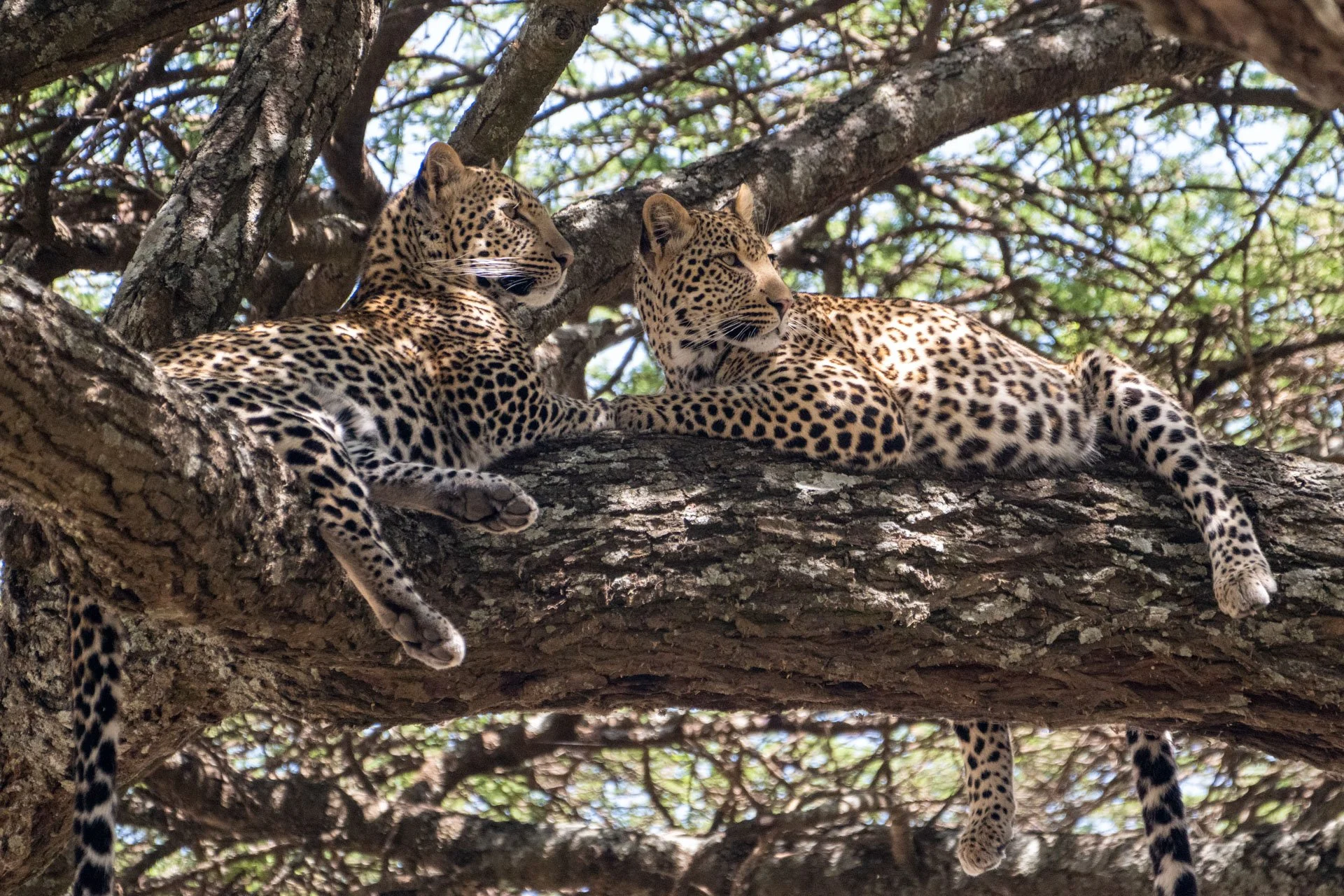 Two jaguars lying on a tree branch, looking to the side, surrounded by a leafy canopy.