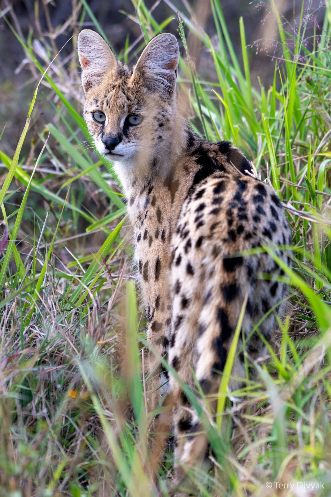 A young cheetah with spotted fur and blue eyes, peering through tall green grass.