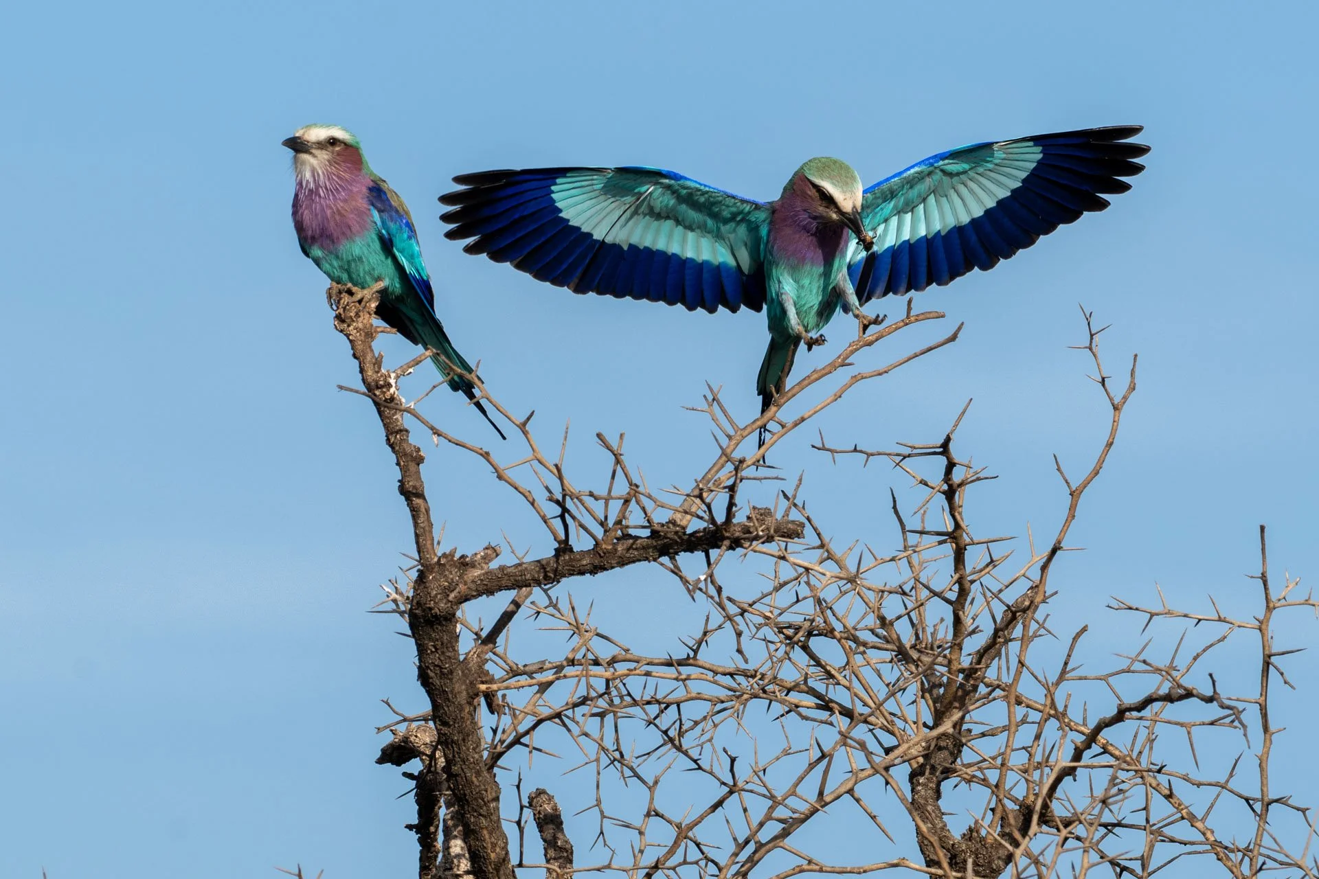 Two Lilac Breasted Rollers perched on a leafless, thorny tree against a blue sky, one with wings spread wide.
