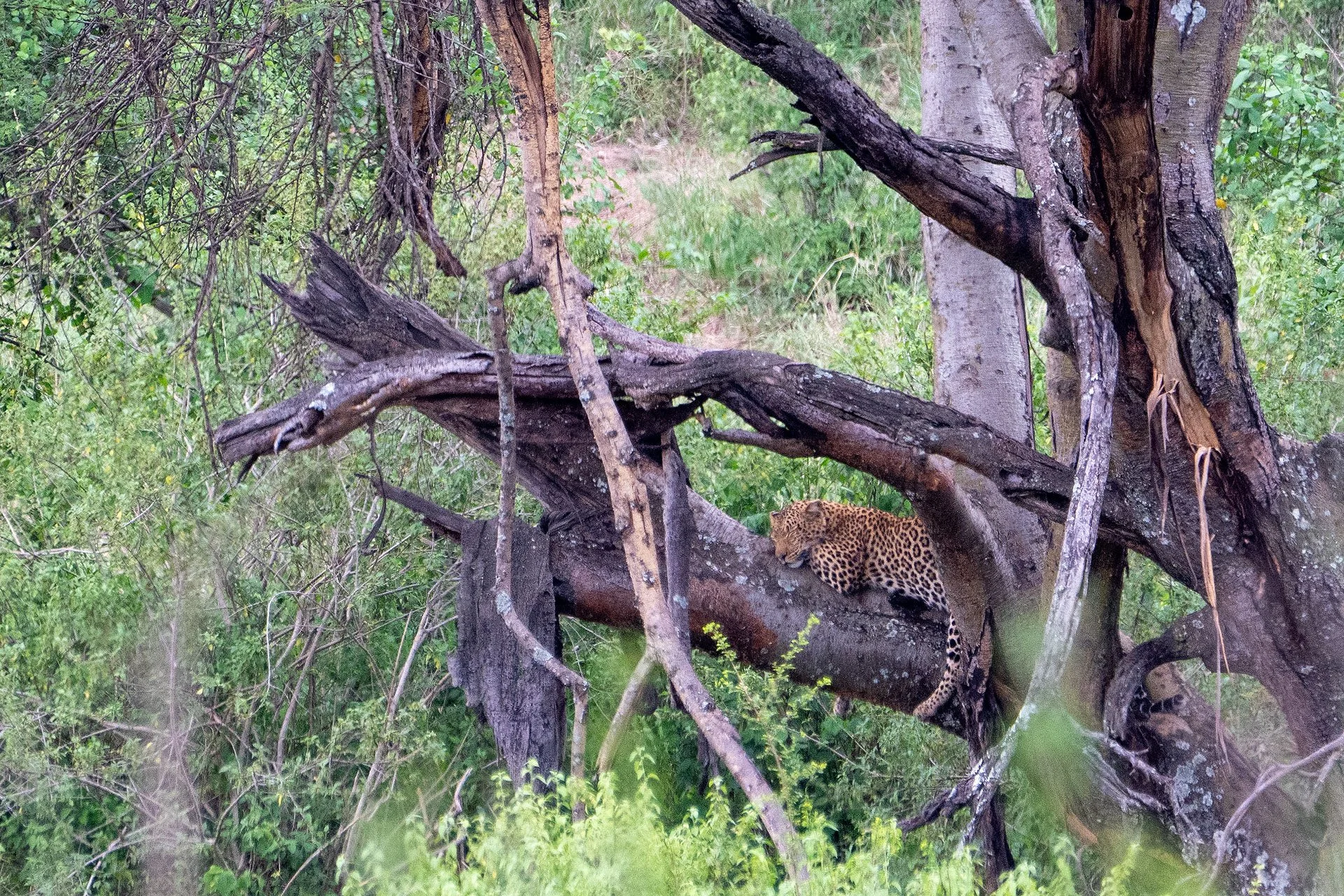 A leopard resting on a tree branch in a lush green forest.