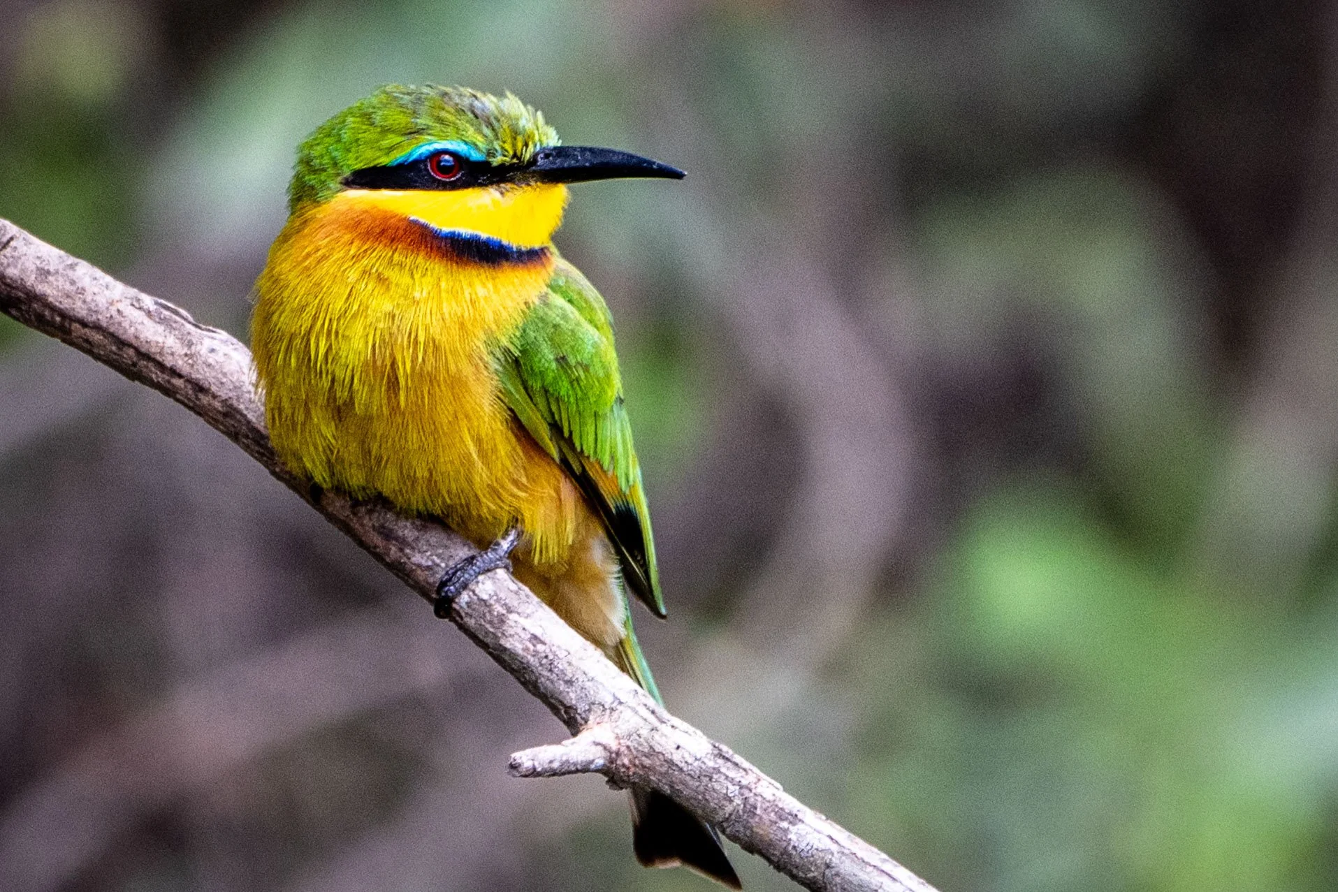 Brightly colored bird with green, yellow, and blue feathers perched on a branch against a blurred background.