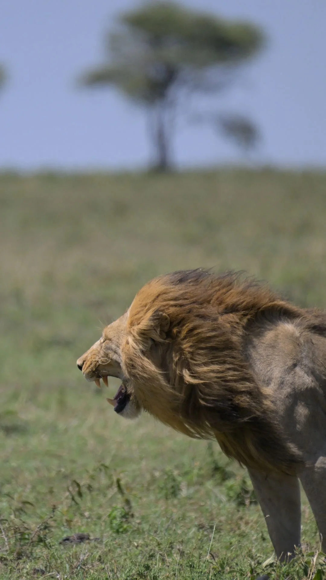 A male lion roaring on the grass in a savannah with a blurred tree in the background.