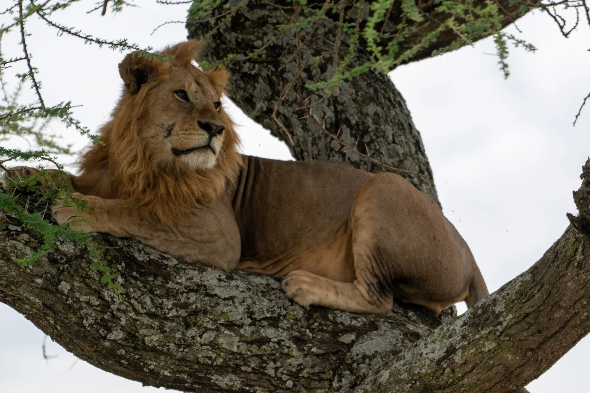 A lion resting on a tree branch.