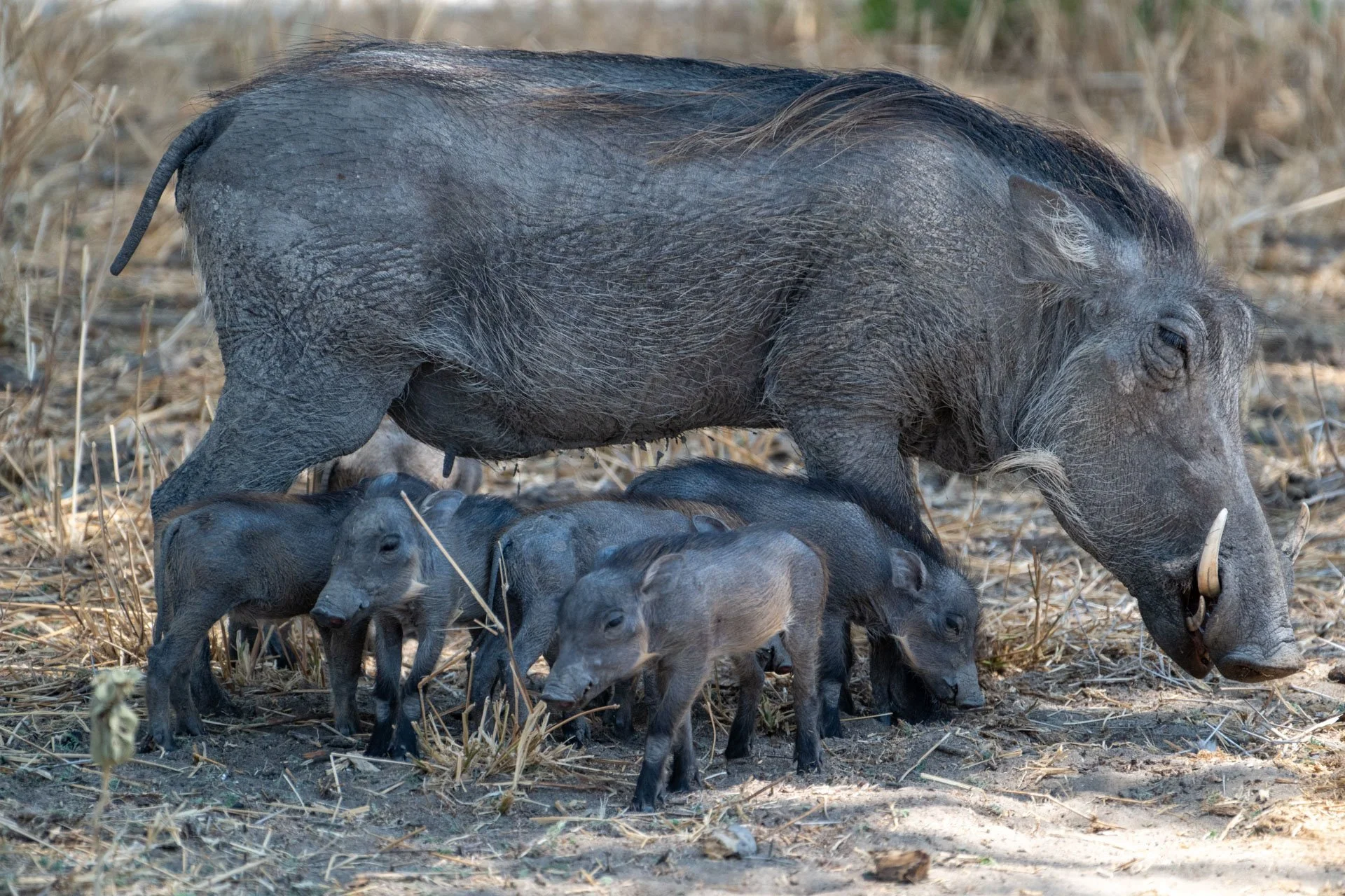 A mother wild boar with five piglets in dry, grassy terrain.