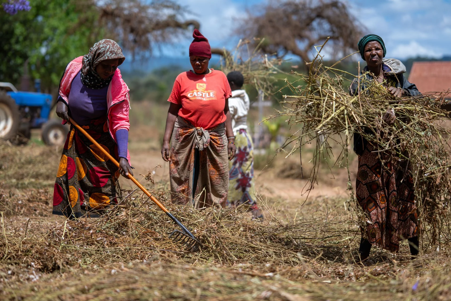 Women working outdoors, collecting dry branches and grass in a rural area, with trees and a tractor in the background.