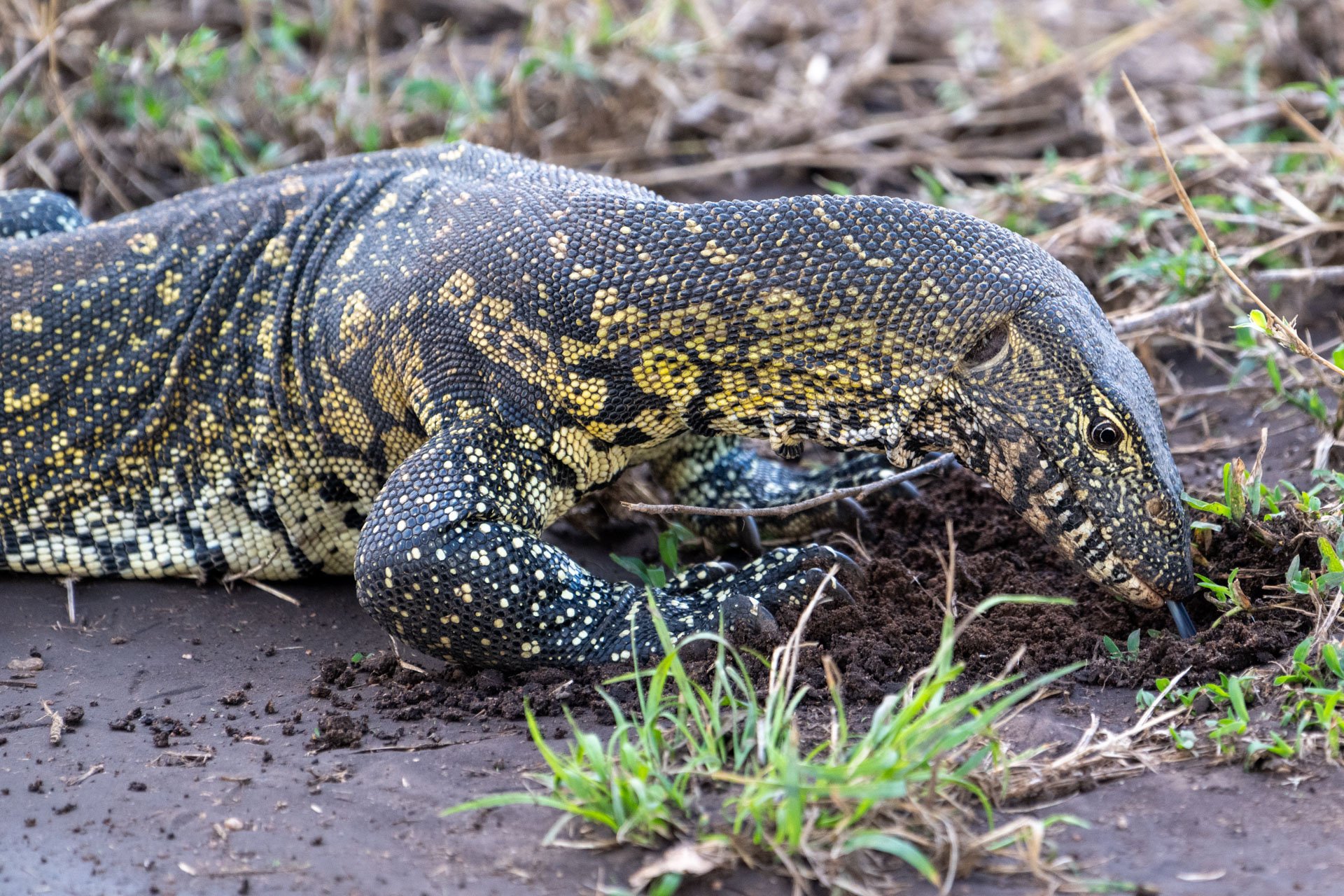 A black and yellow speckled lizard with a long tail, digging or looking for food in the dirt among grass and small plants.