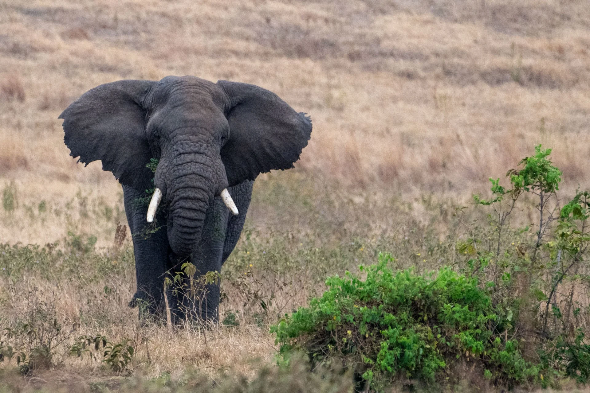 A large African elephant standing in a grassy plain with sparse vegetation.