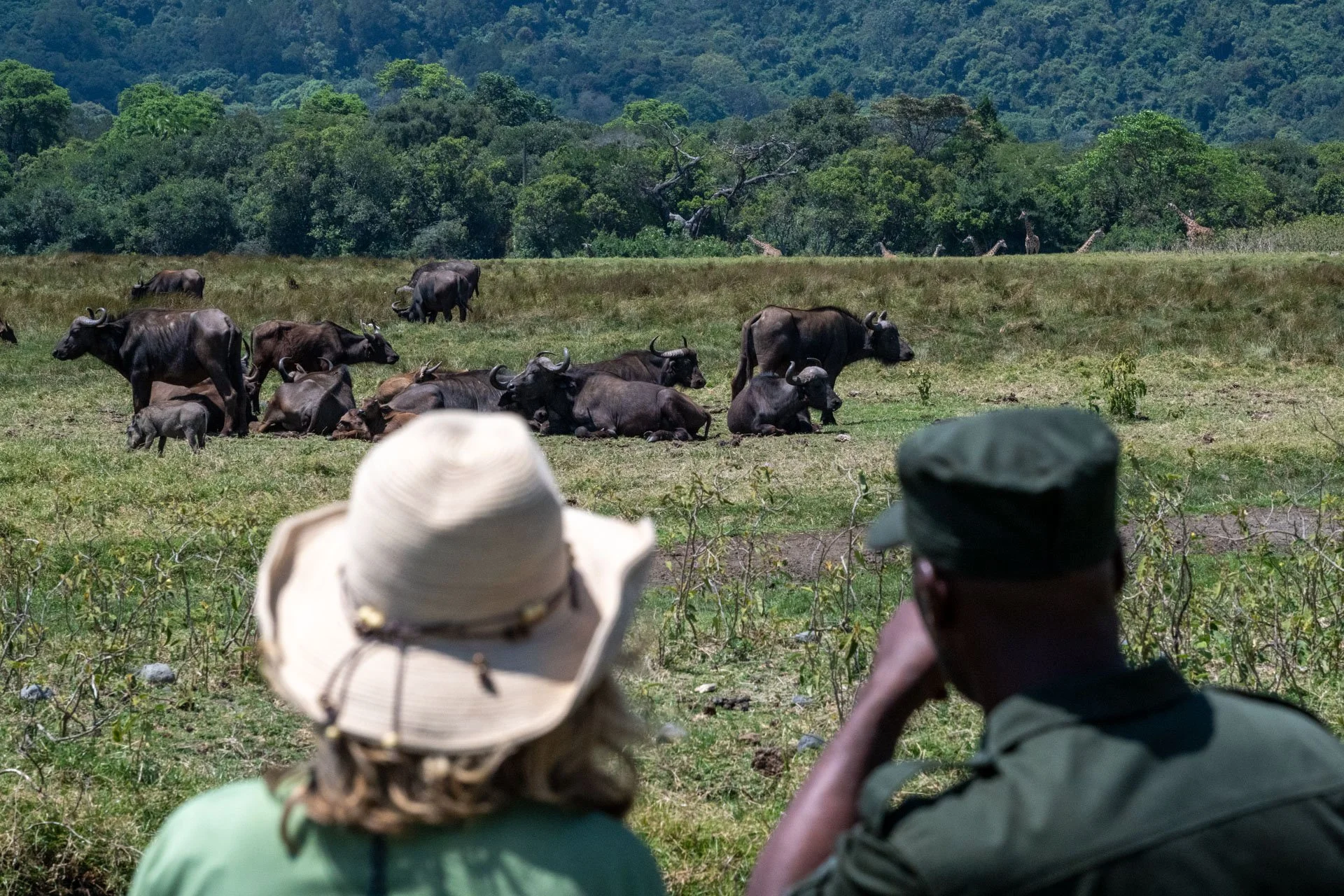 Two people, one wearing a wide-brimmed hat and one in military attire, observing a herd of wildebeest and zebras resting on a grassy plain with a backdrop of green trees and mountains.