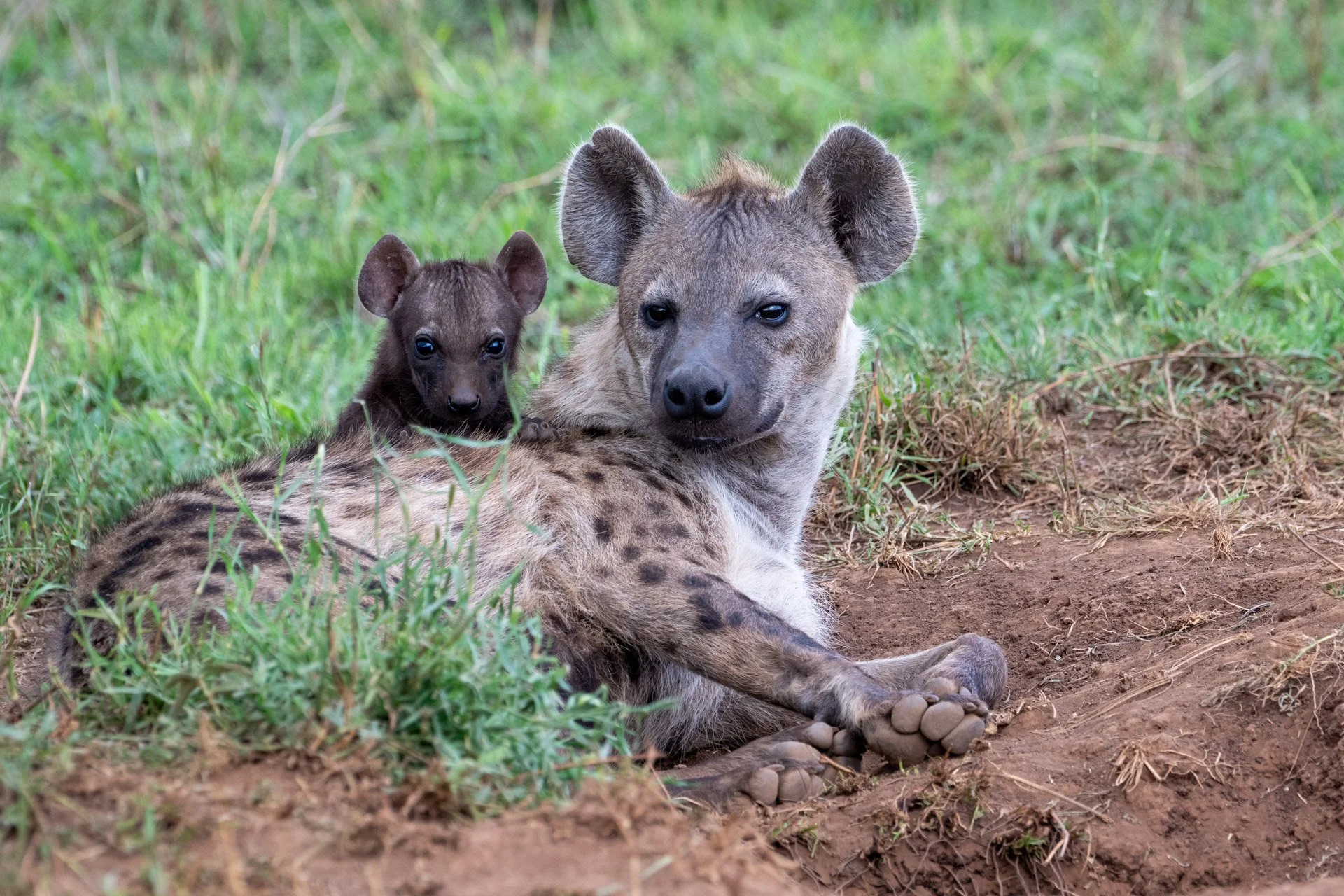 A hyena lying on the ground with a small, dark-colored hyena pup sitting on its back in a grassy area.