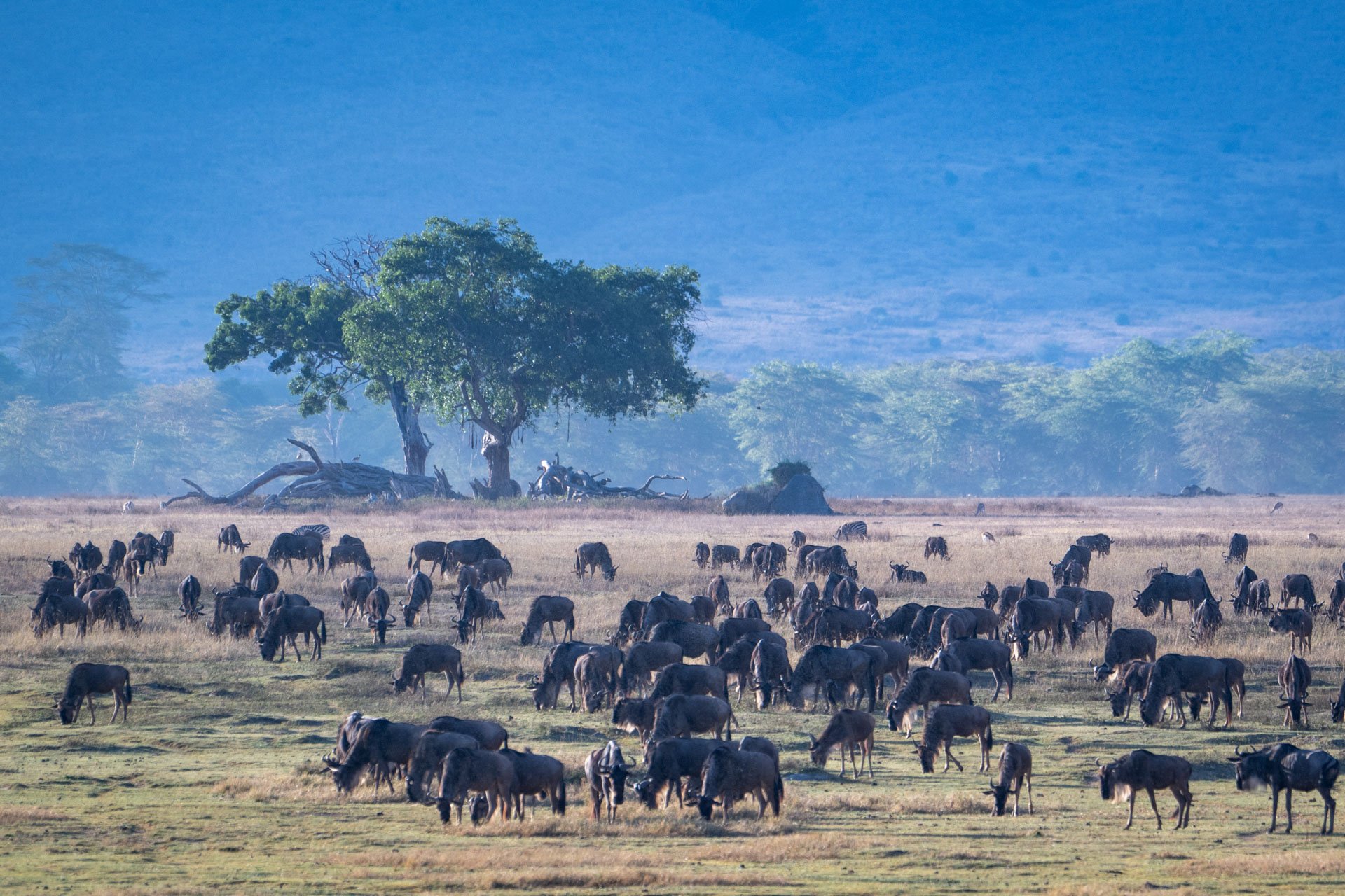 A large herd of wildebeests grazing in a grassy plain with a few trees and a mountain range in the background.