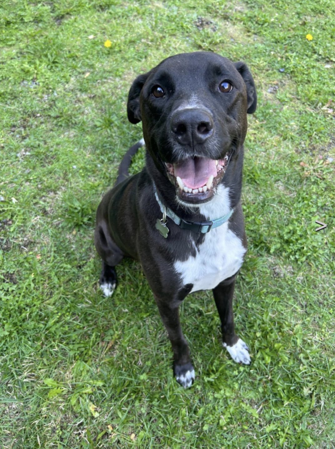 A happy black and white dog sitting on green grass, smiling with its tongue out.