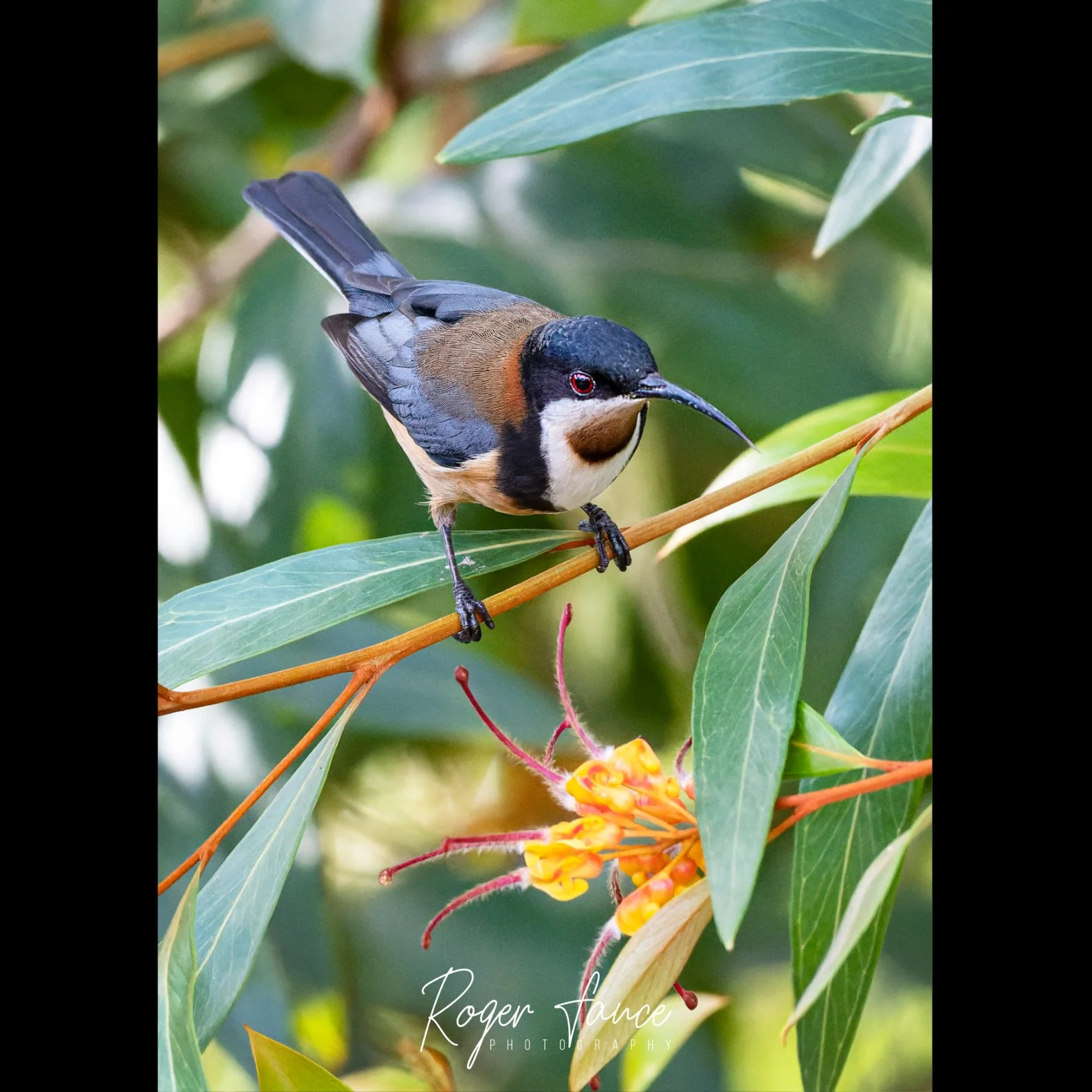 Eastern Spinebill (4)