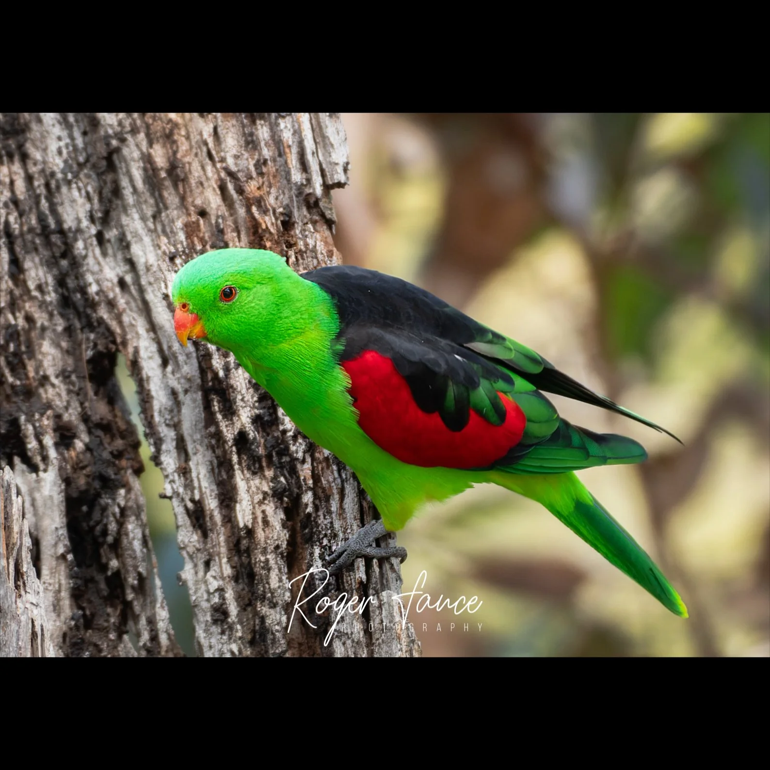 Red-winged Parrot (2)