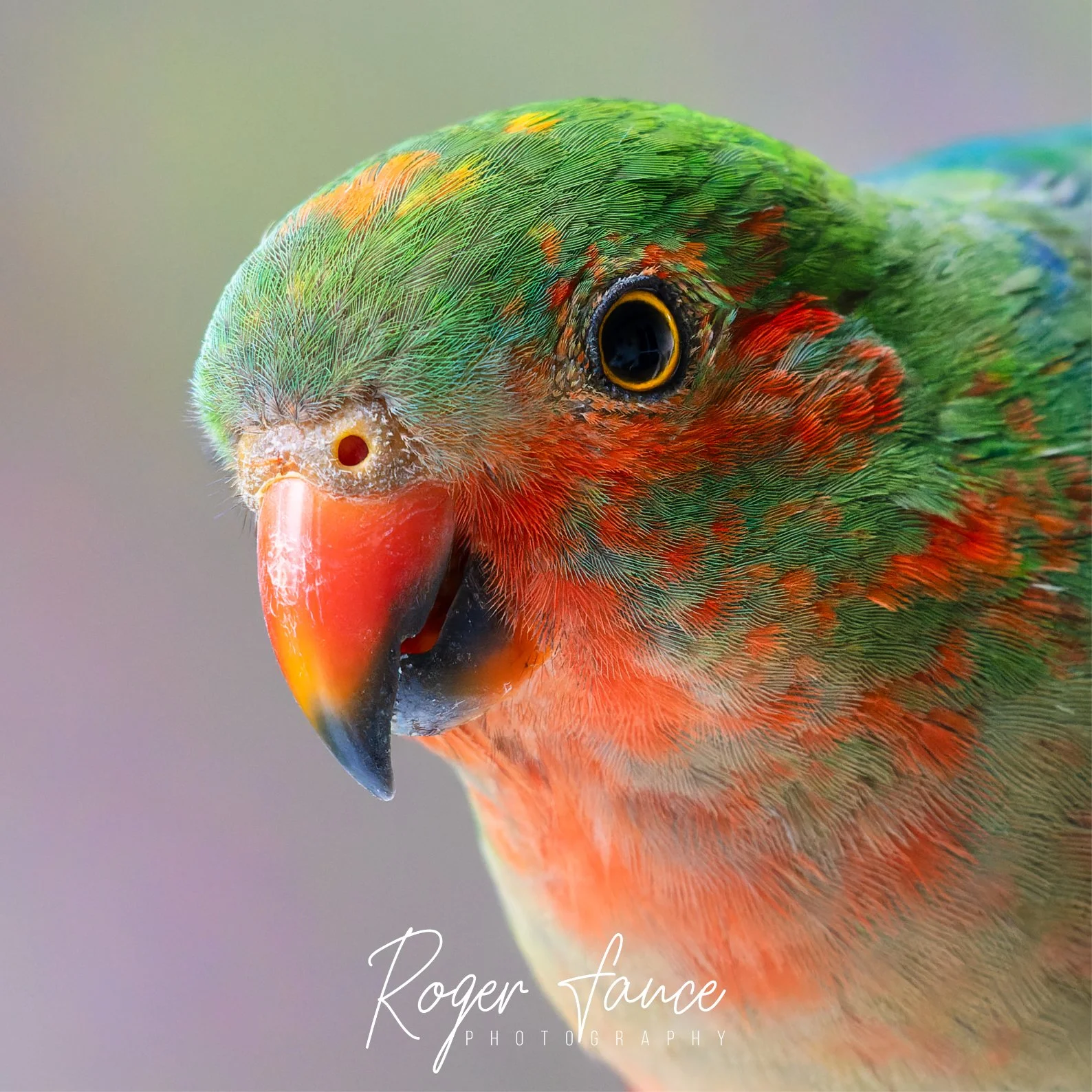 King Parrot (4)