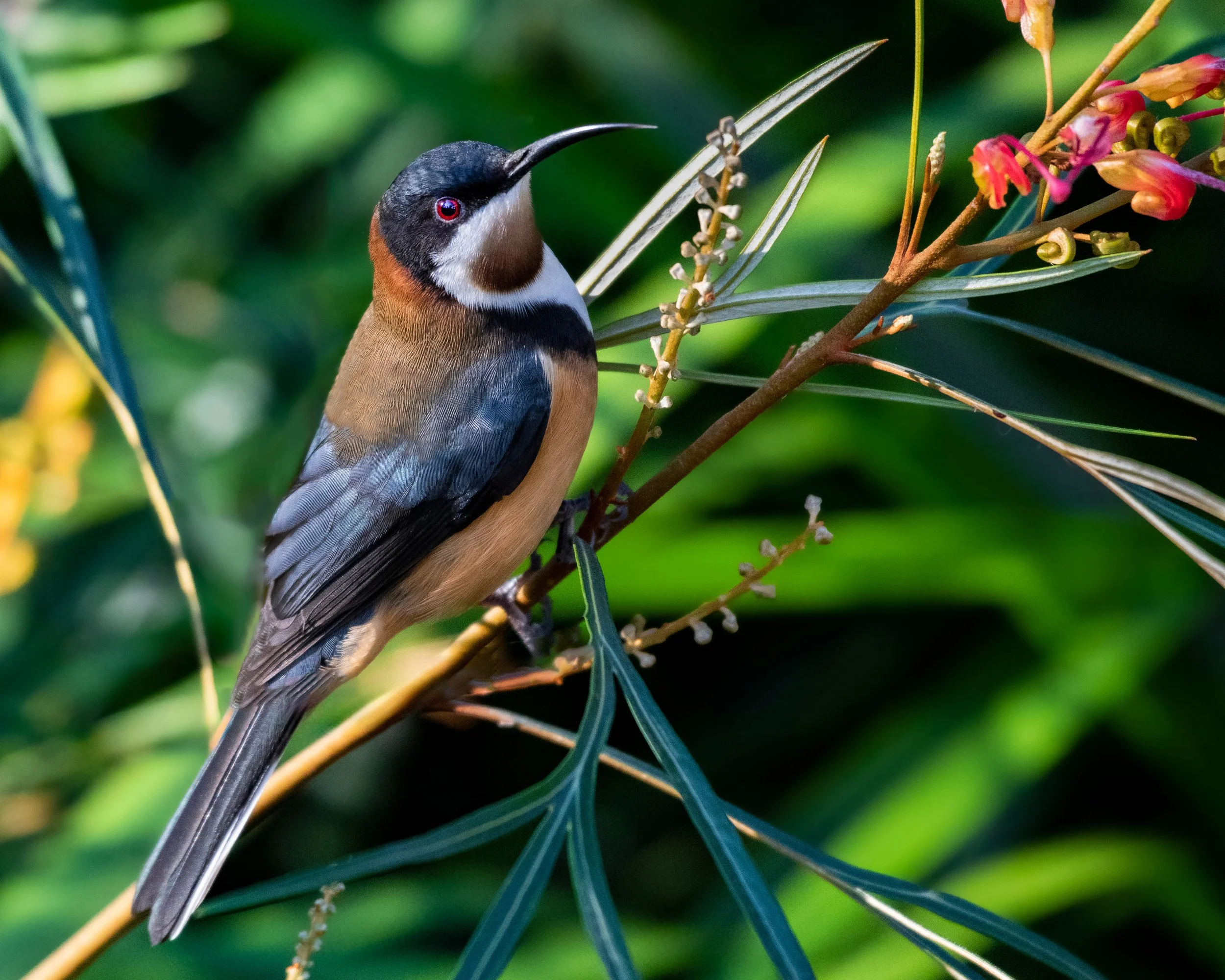 Eastern Spinebill 2