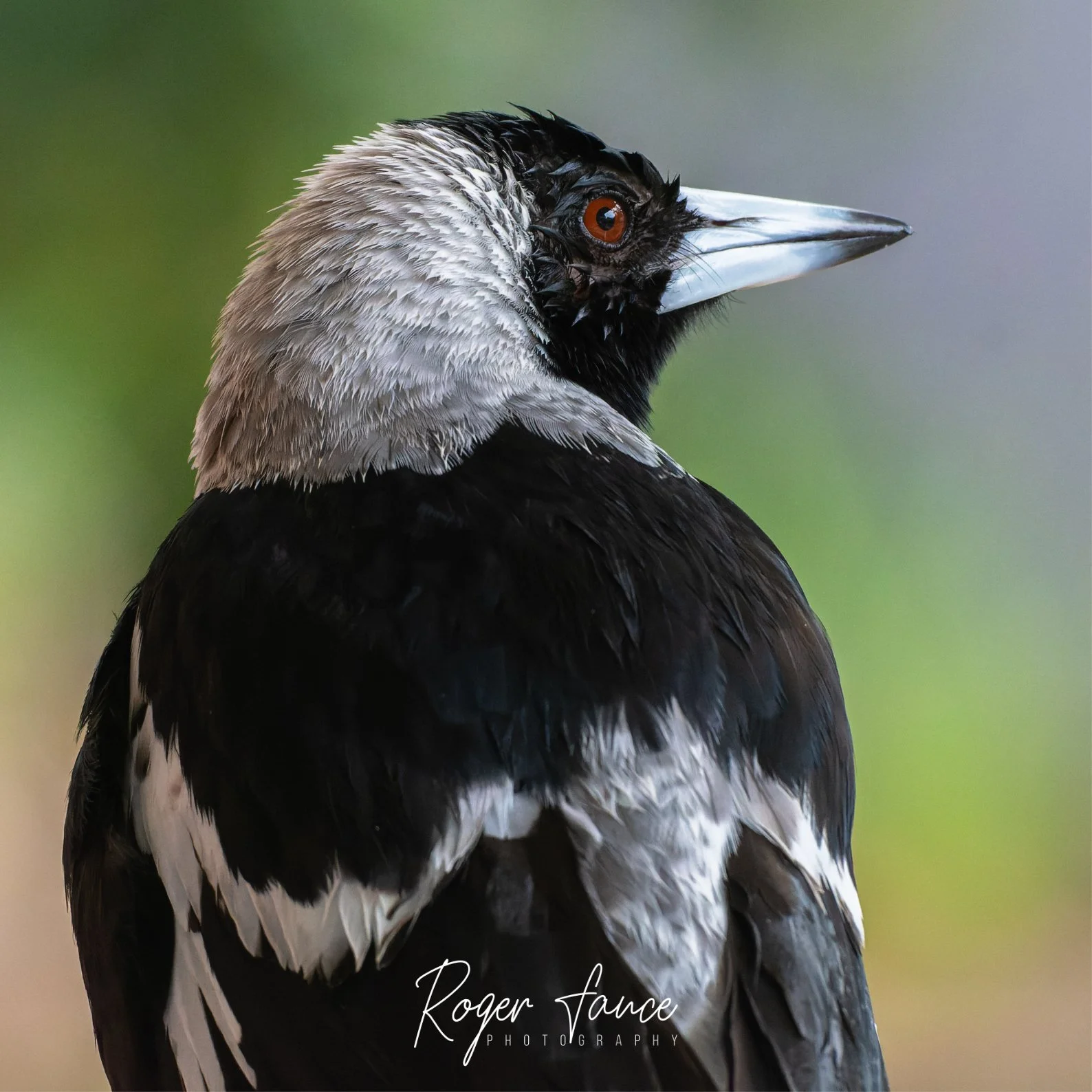 Australian Magpie (2)
