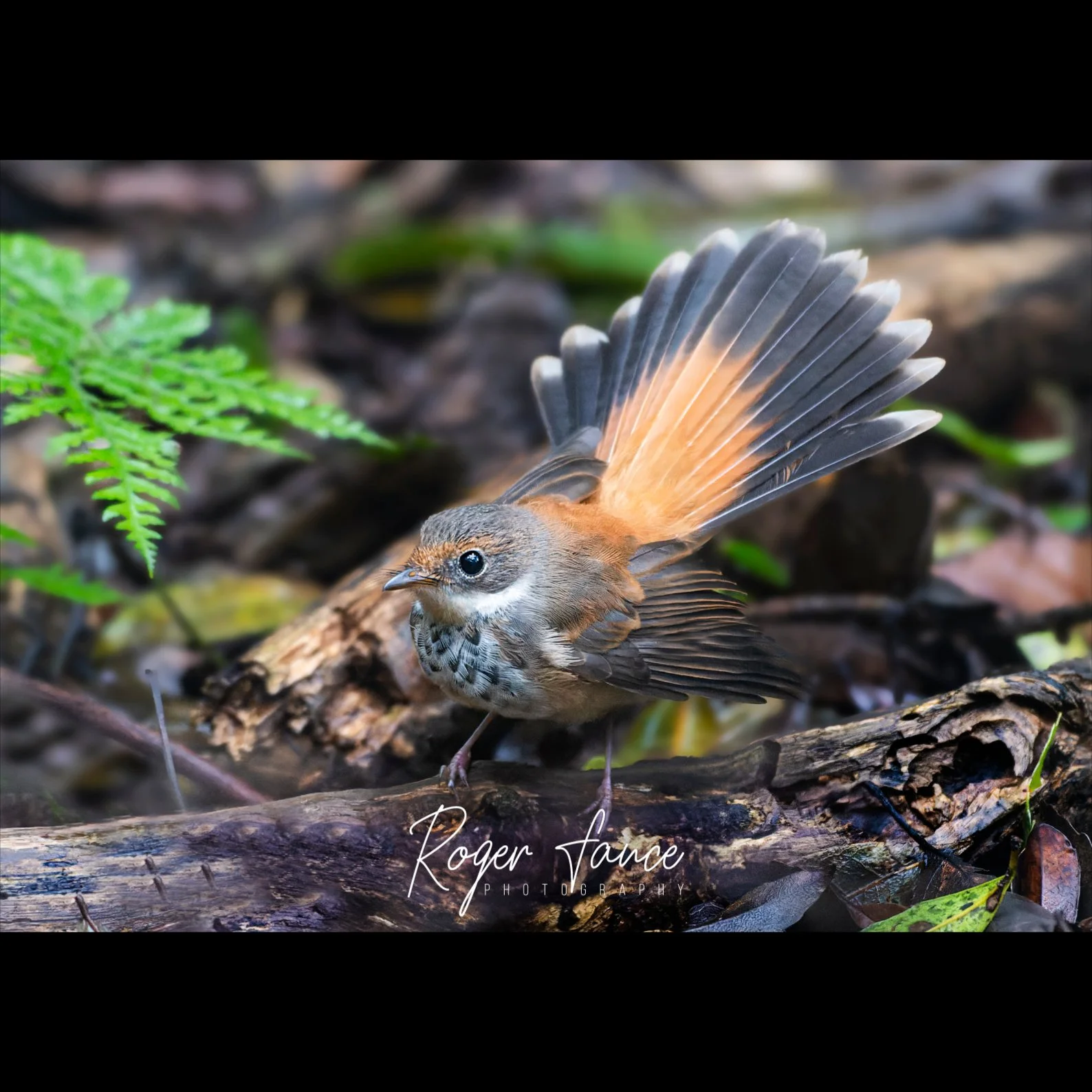 Rufous Fantail (1)
