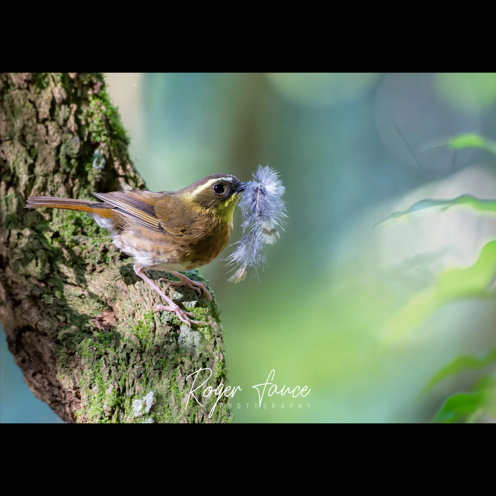 Yellow-throated Scrubwren (1)