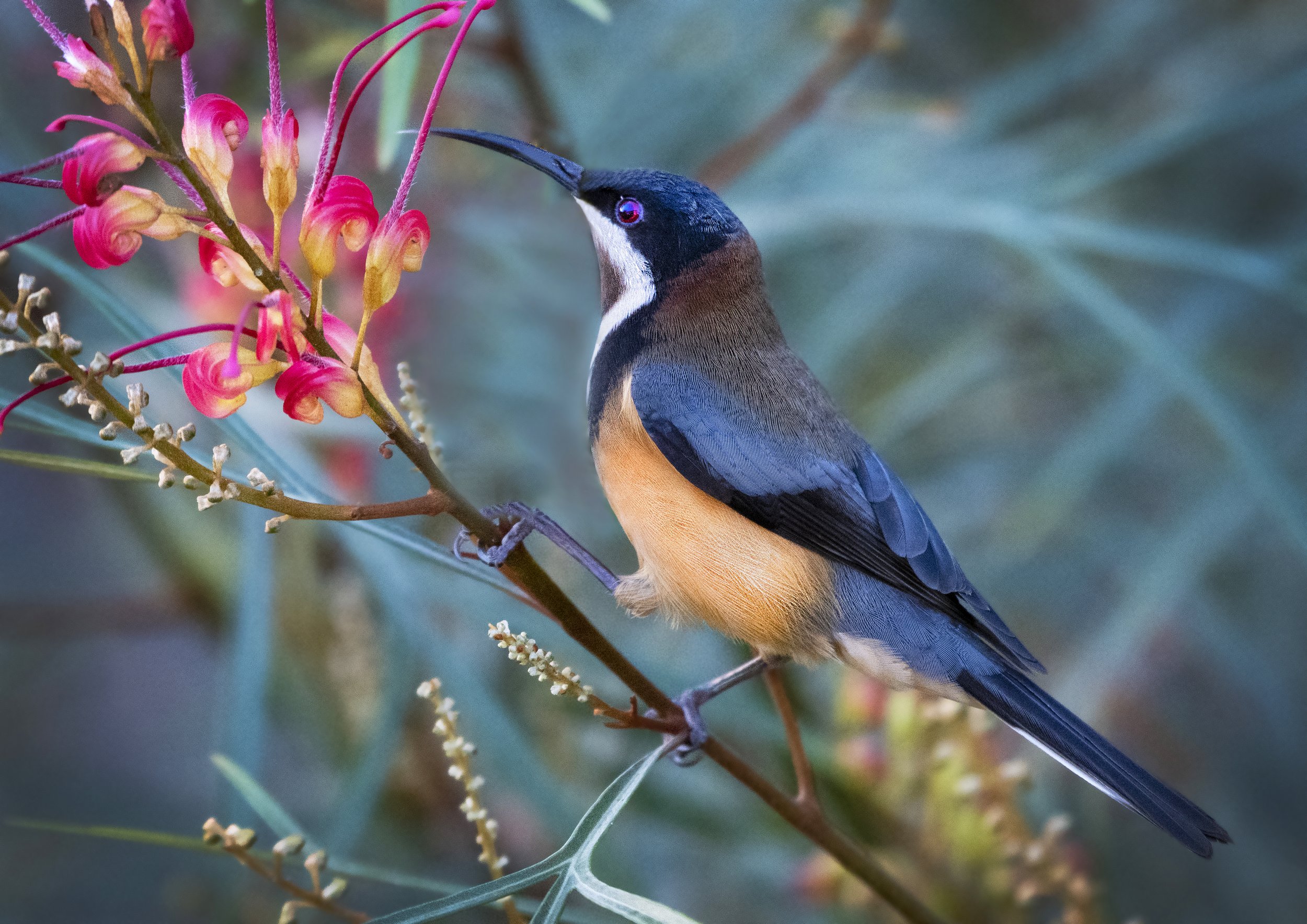Eastern Spinebill 3