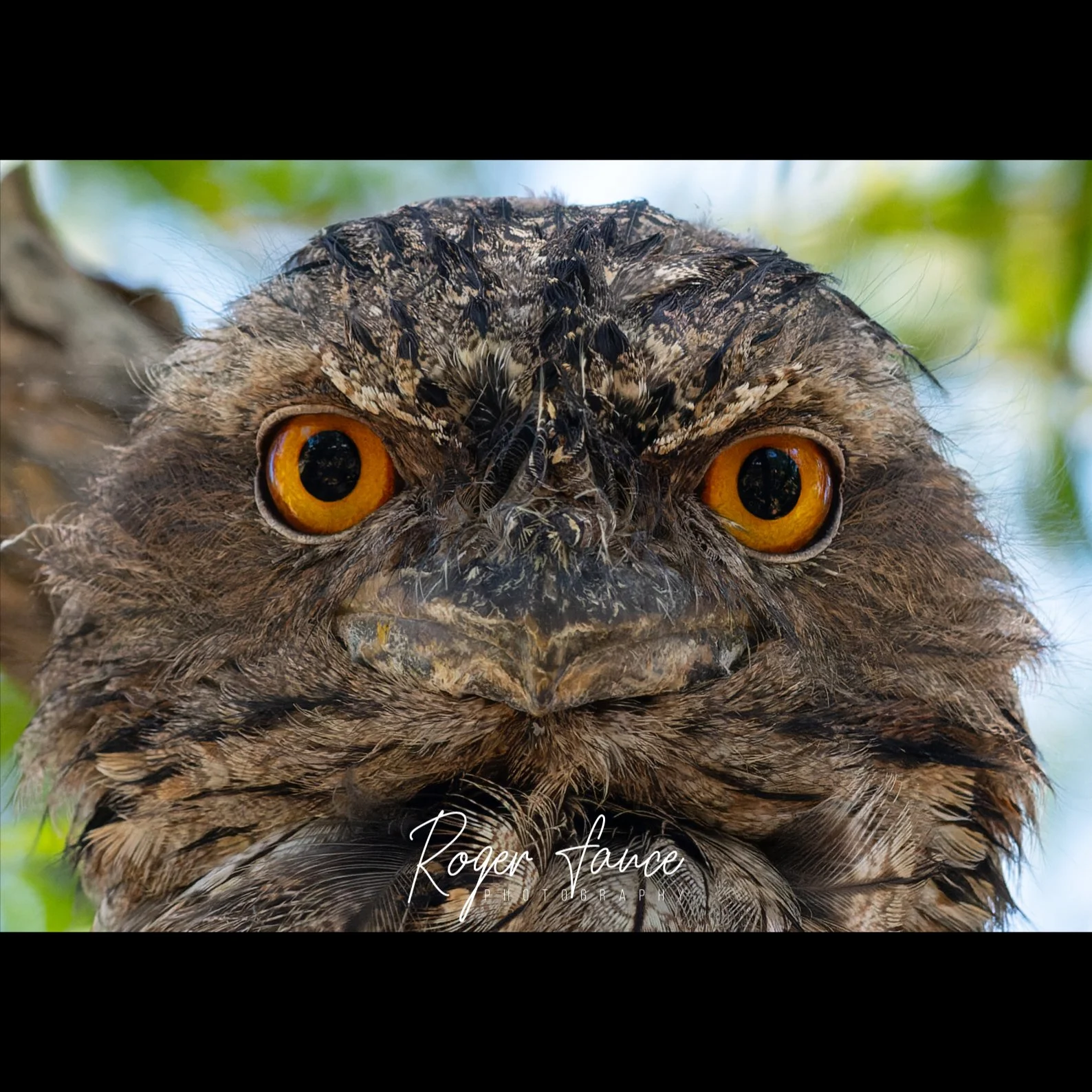 Tawny Frogmouth (1)