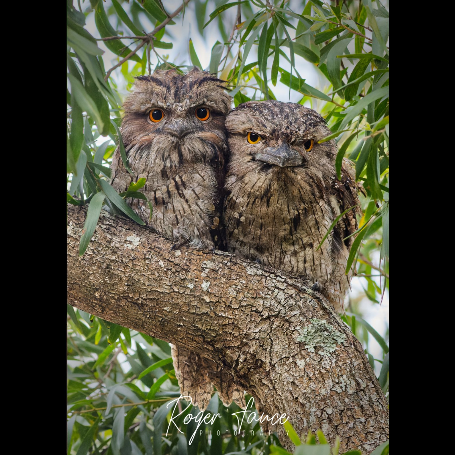 Tawny Frogmouth (2)