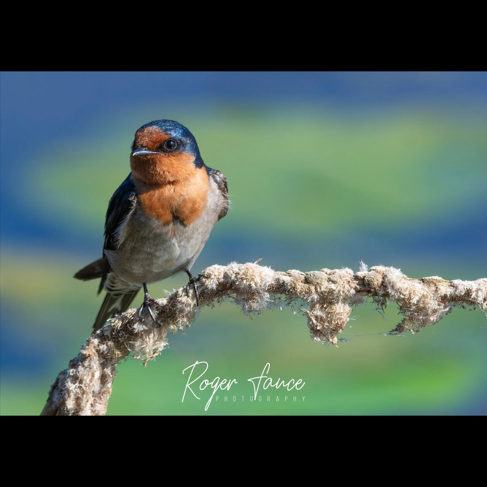 Welcome Swallow (2)