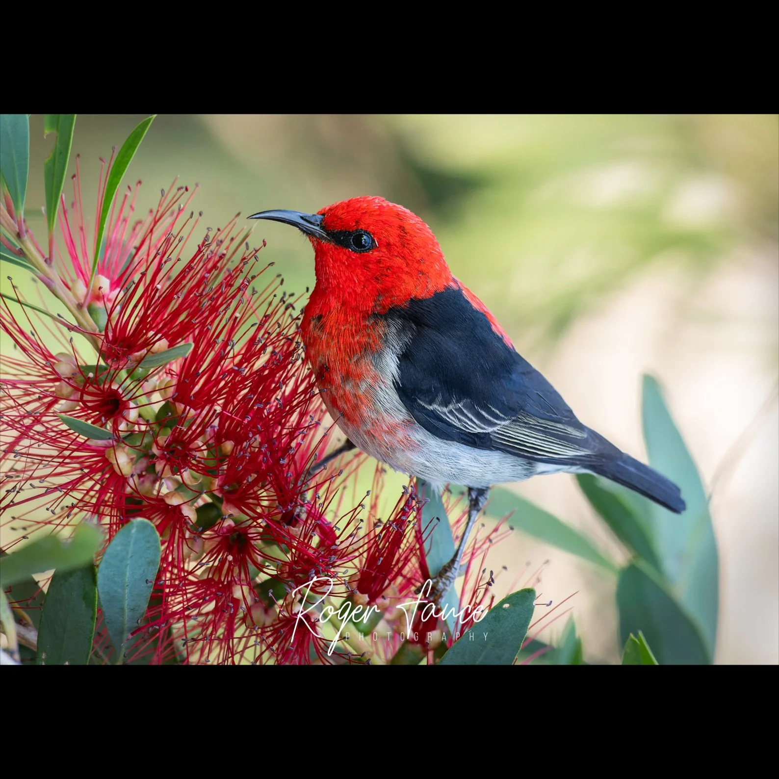 Scarlet Honeyeater (3)