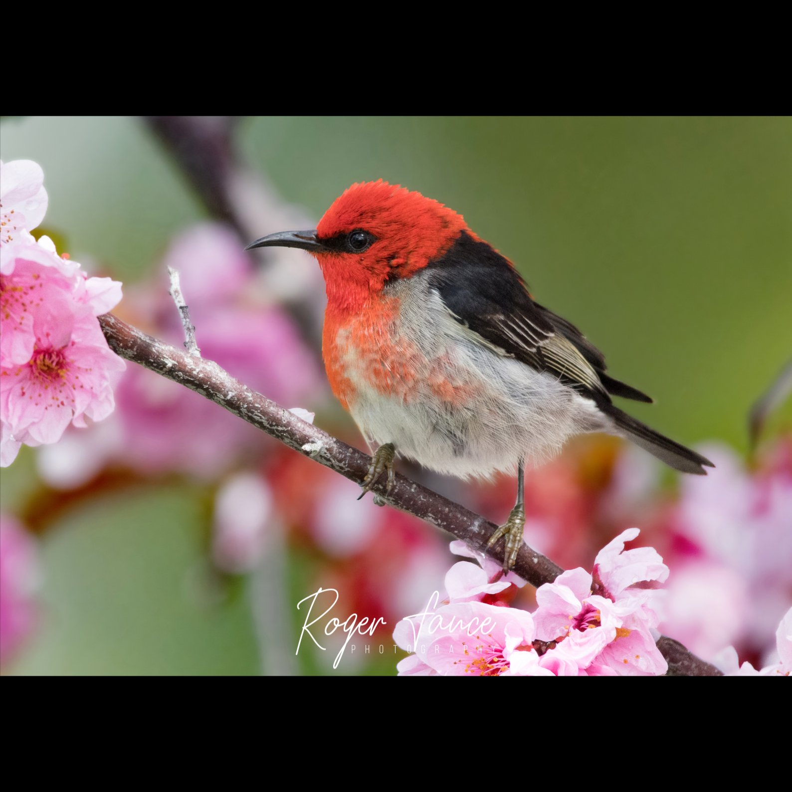 Scarlet Honeyeater (5)