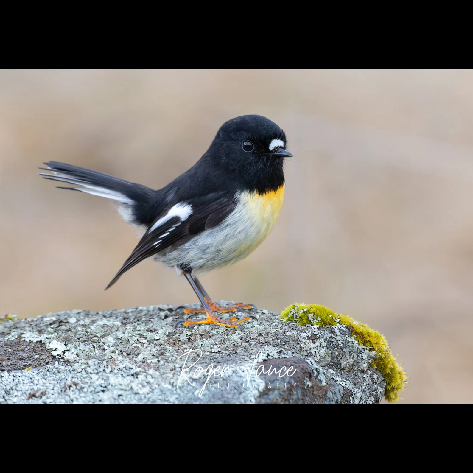 Tomtit (5)