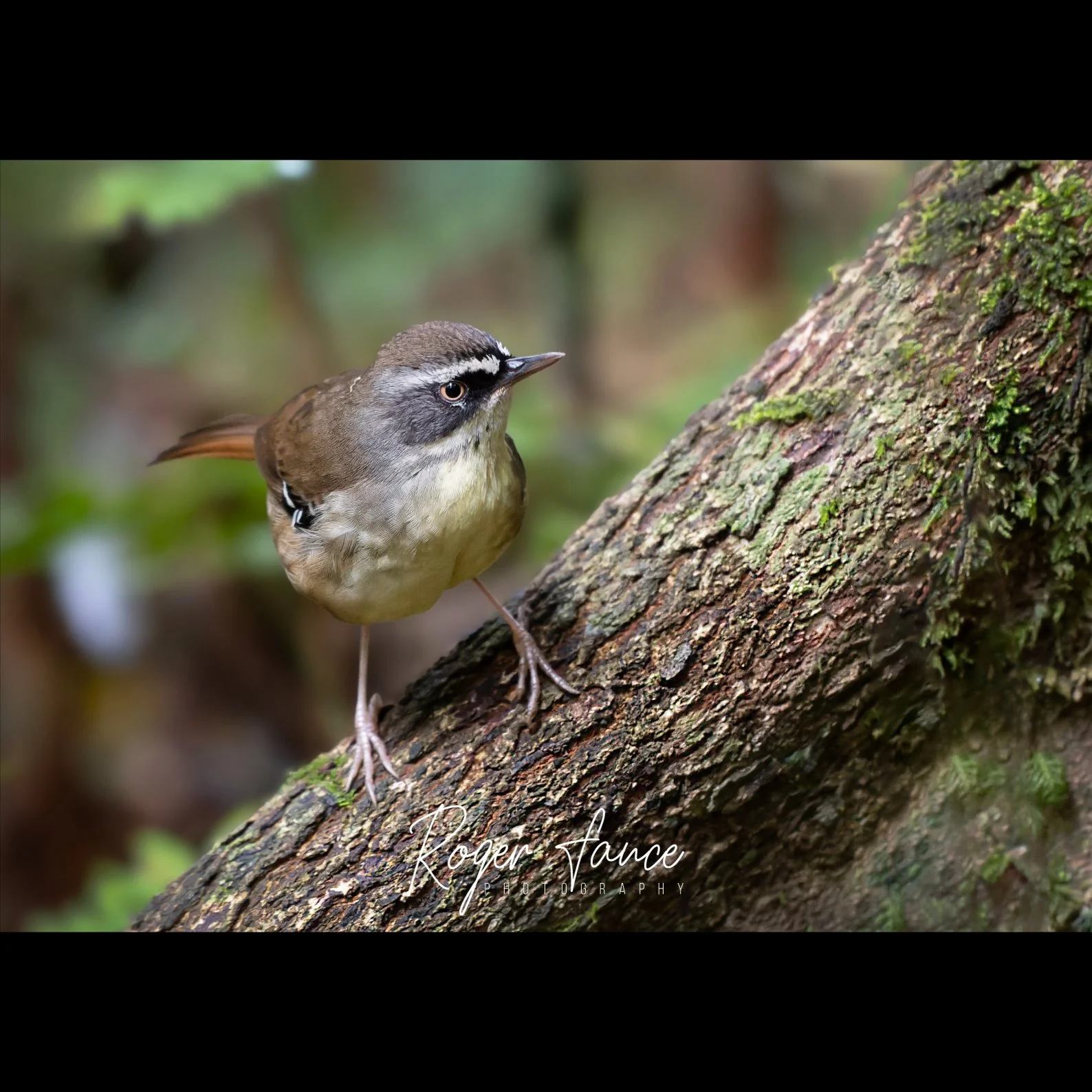 White-browed Scrubwren (2)