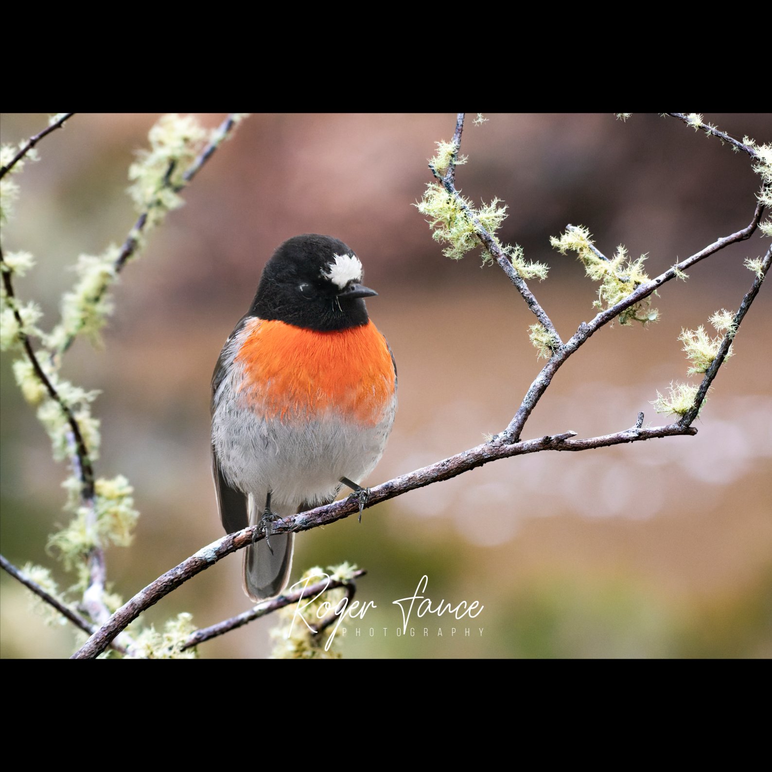 Scarlet Robin (2)