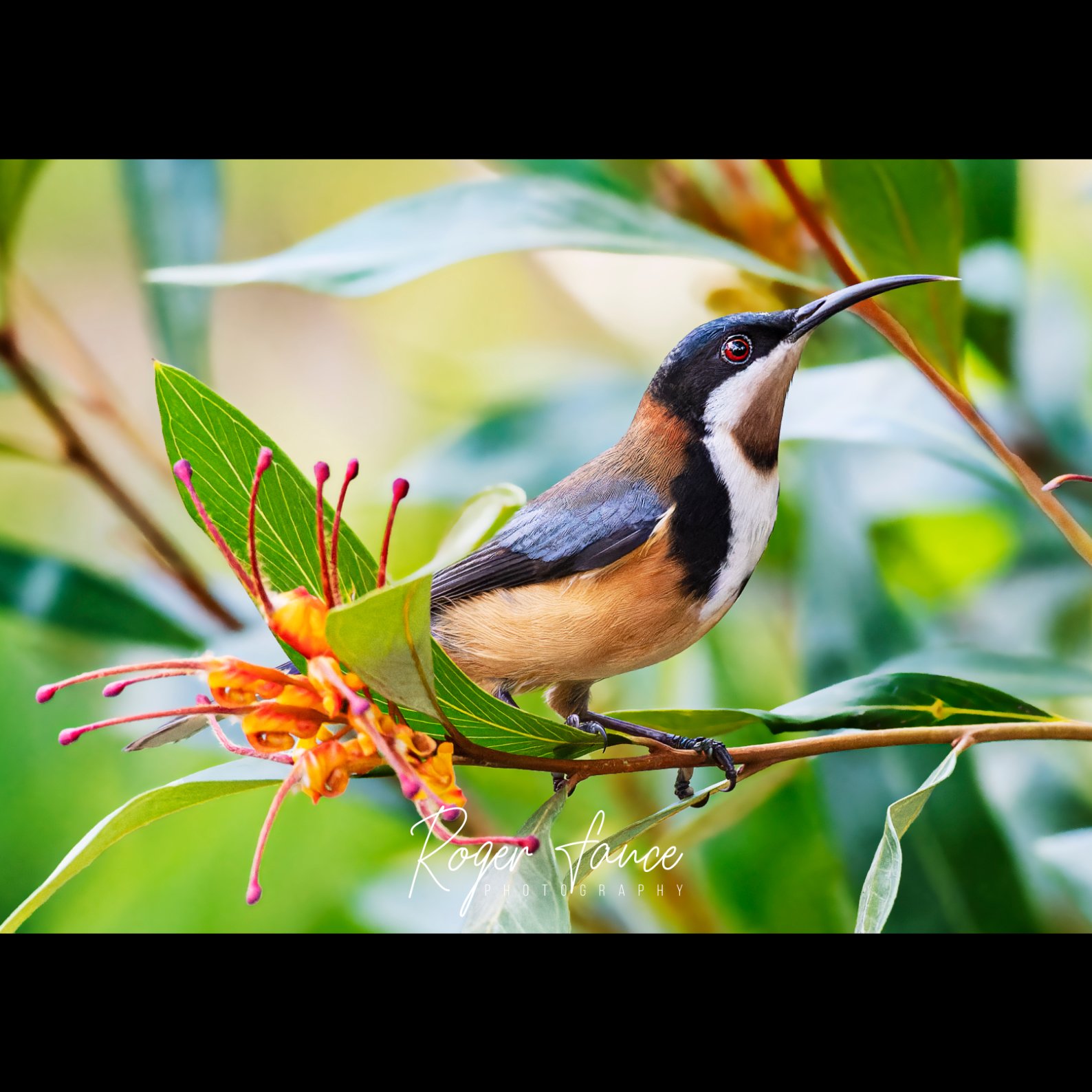 Eastern Spinebill TN (1).jpg
