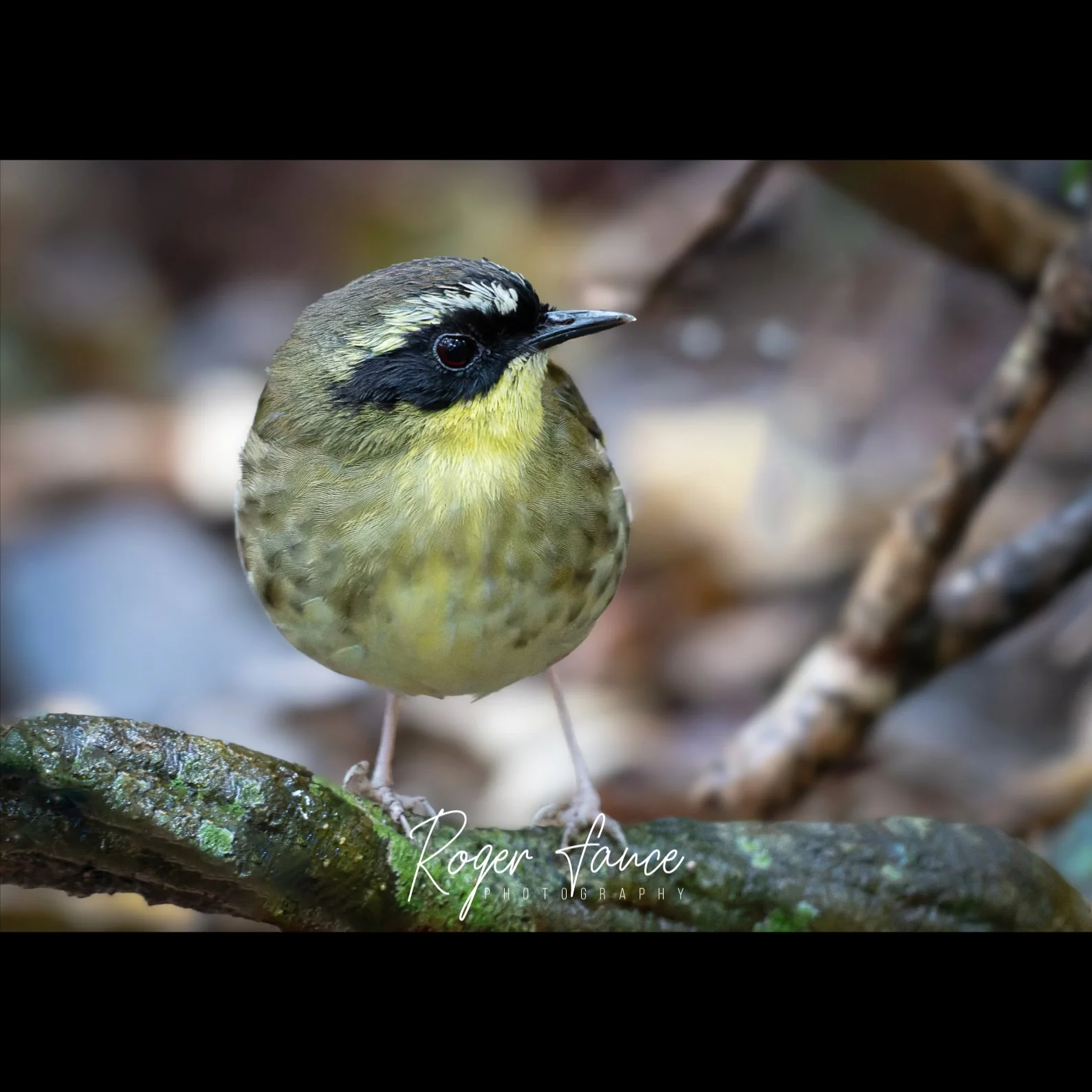 Yellow-throated Scrubwren (2)