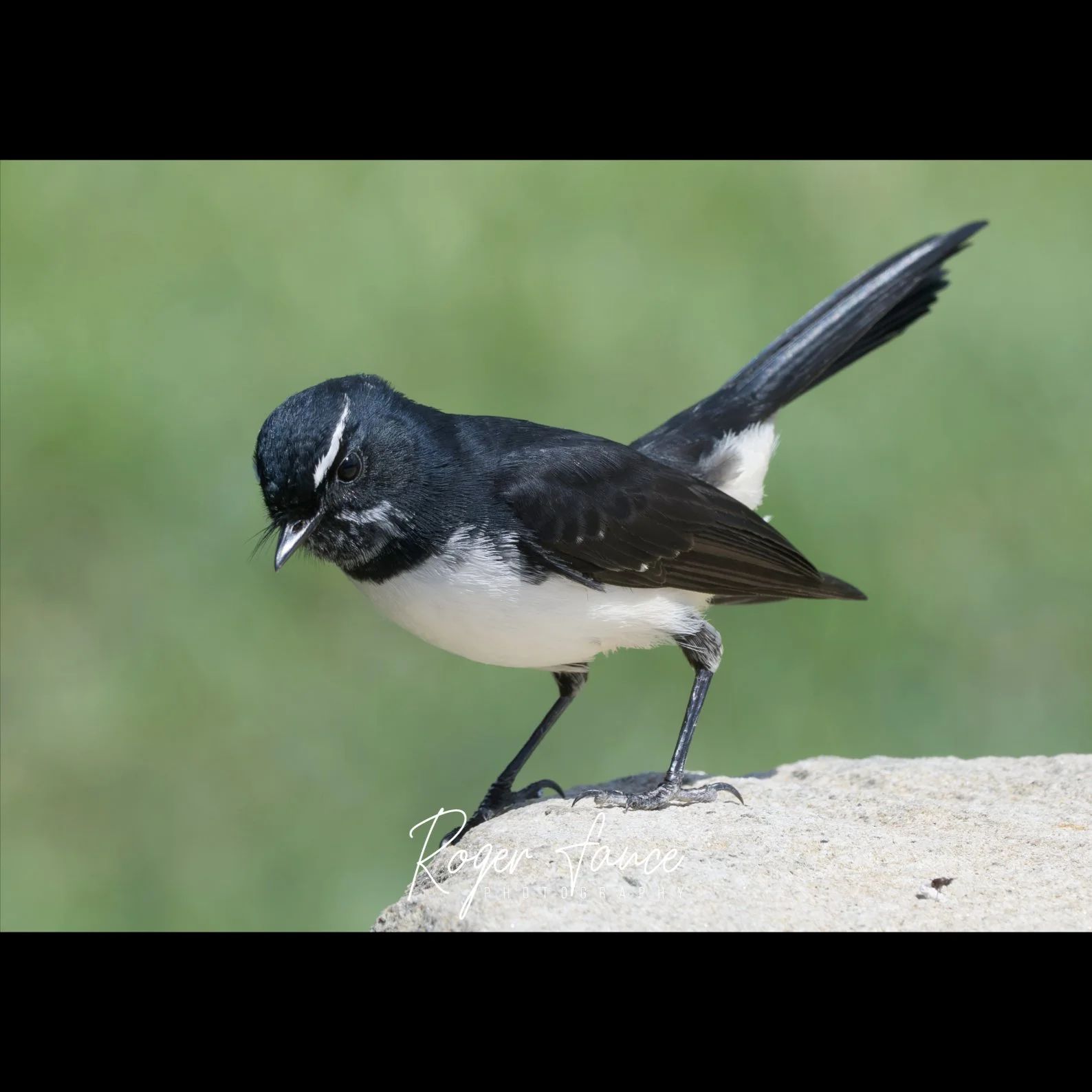 Willie Wagtail (2)