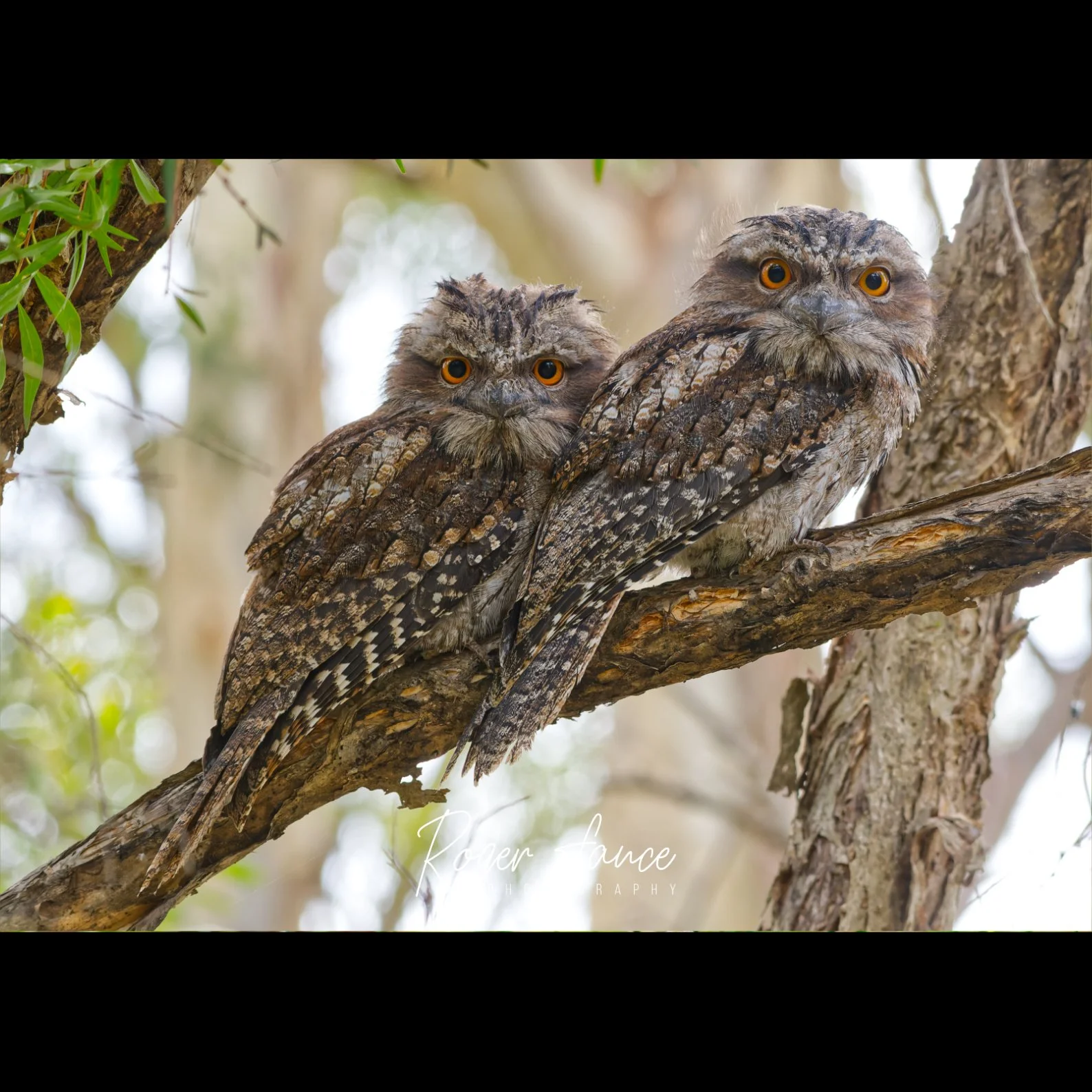 Tawny Frogmouth (4)