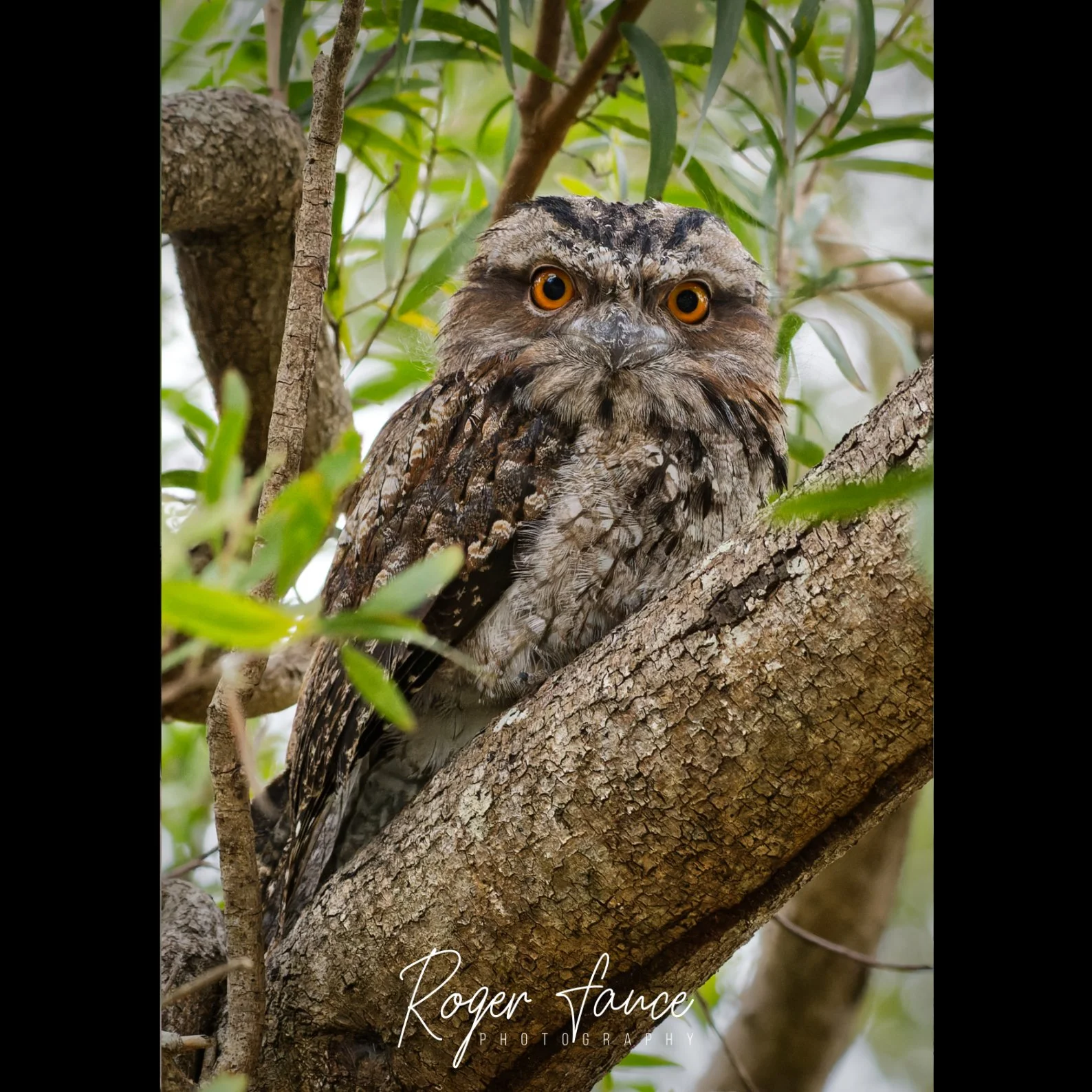 Tawny Frogmouth (3)