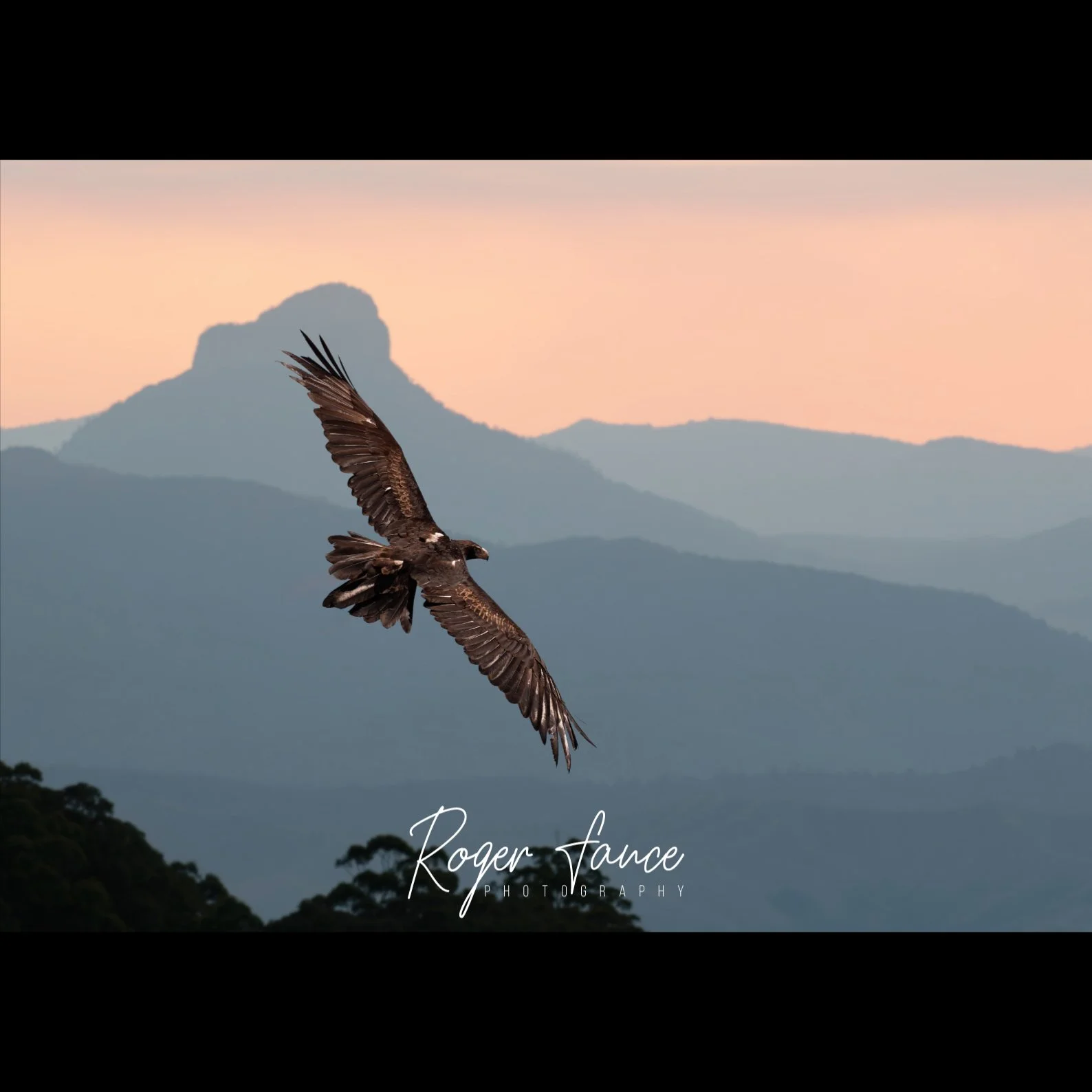 Wedge-tailed Eagle (2)