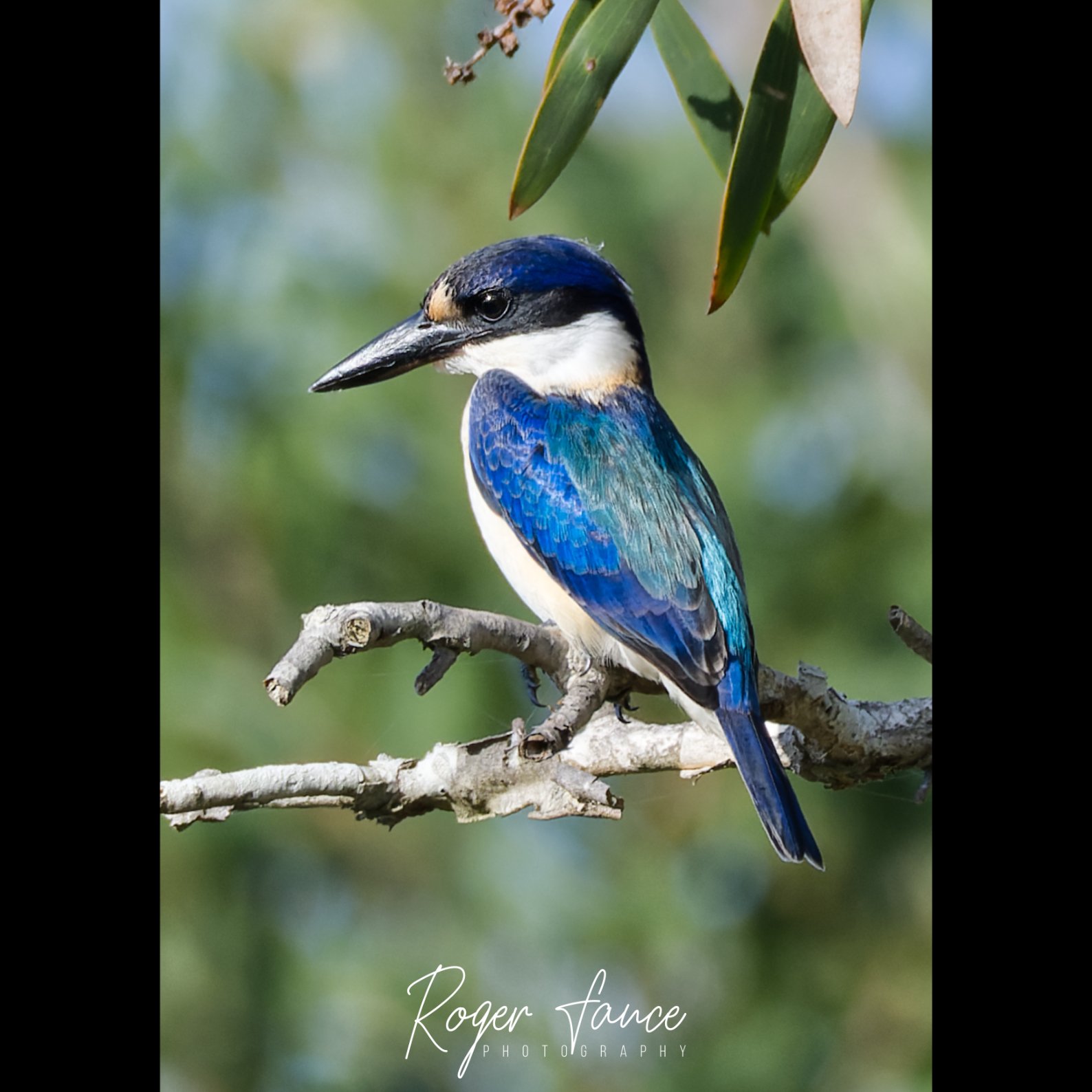Forest Kingfisher (1)
