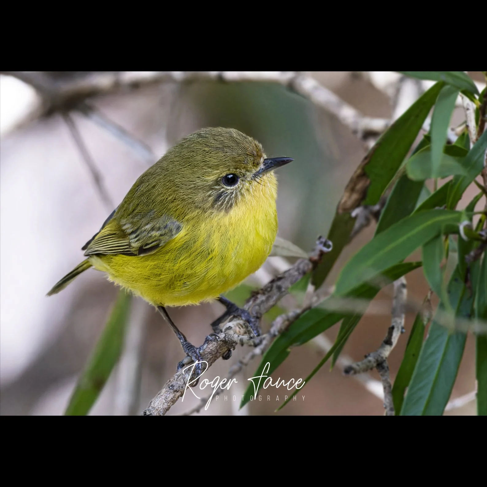 Yellow Thornbill (1)