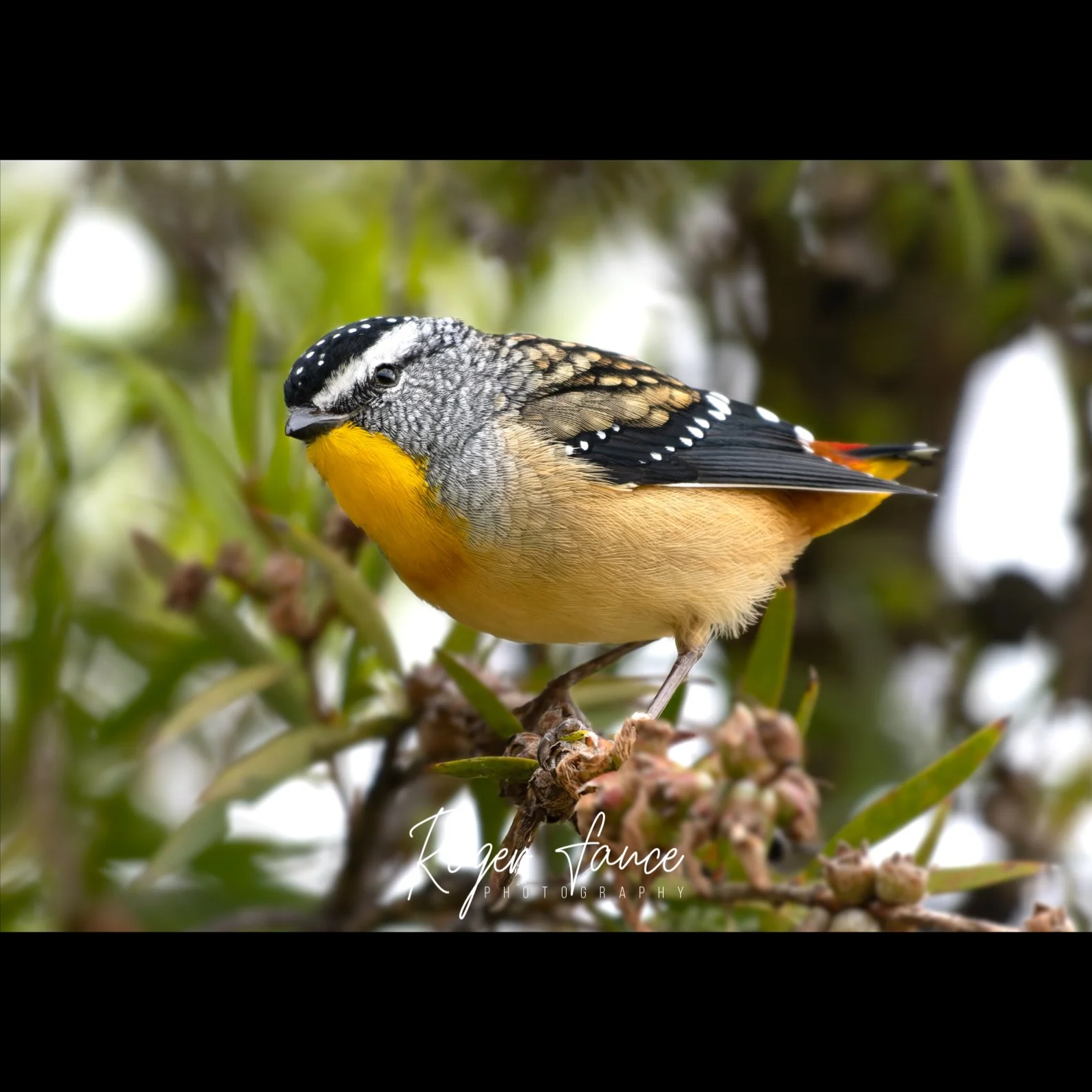 Spotted Pardalote (1)